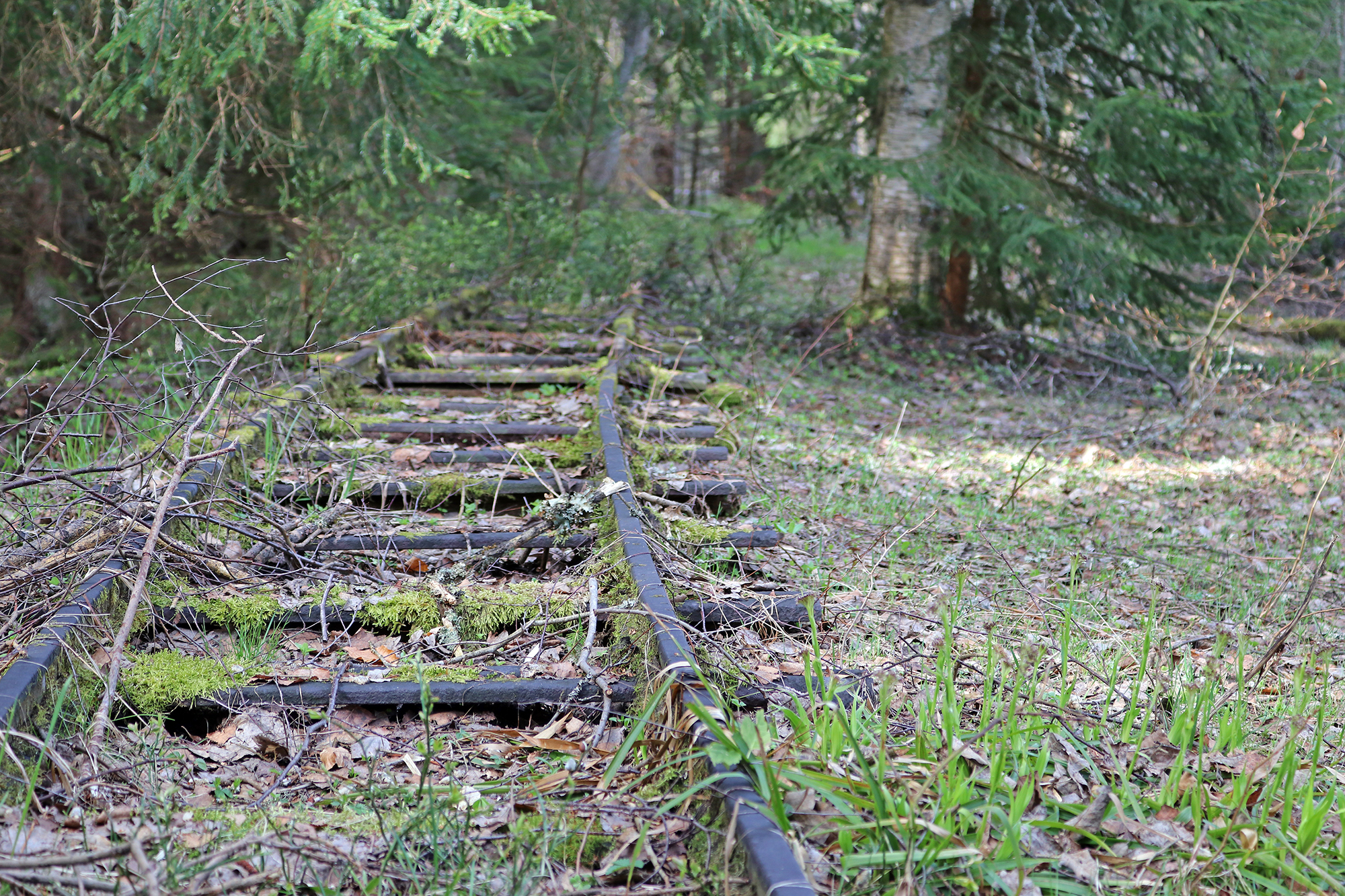 Im Reschbachtal sind sogar noch die alten Gleise der Waldbahn sichtbar. (Foto: Nationalpark Bayerischer Wald)