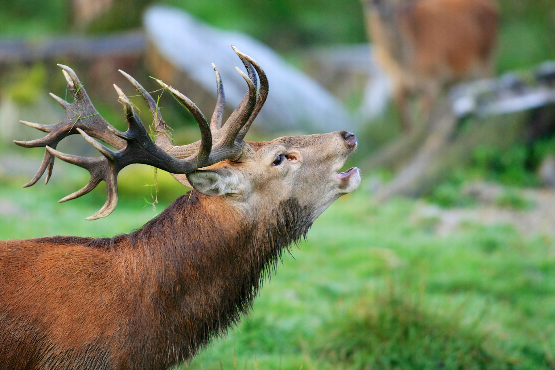 Hirsch im Nationalpark