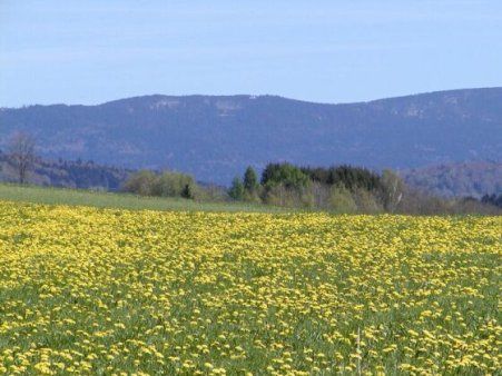 der Dreisesselberg