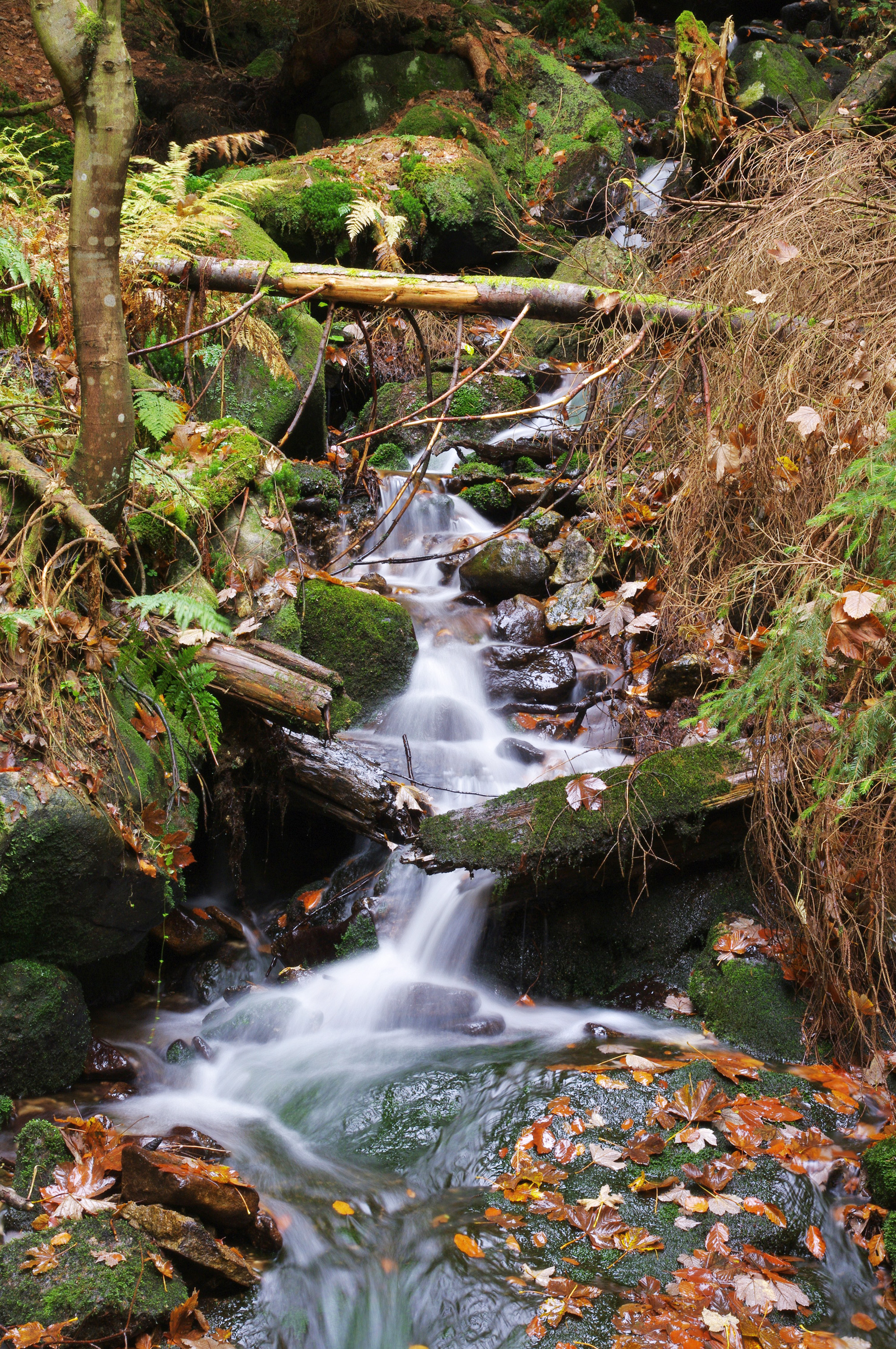 waldbach