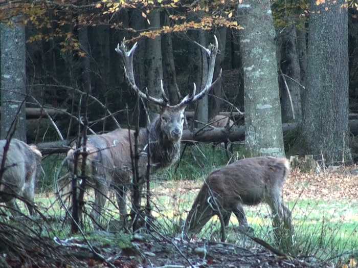 Kahlwildrudel mit Hirsch im Nationalpark