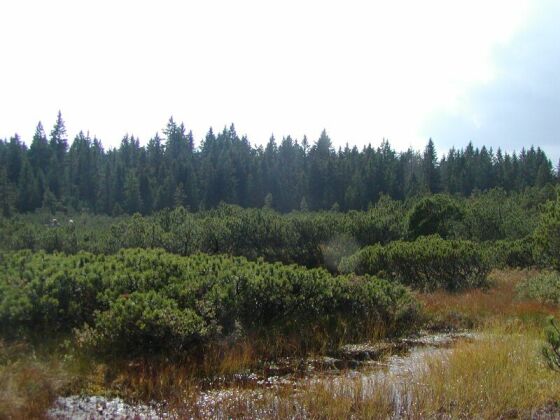 im Naturschutzgebiet „Schachten und Filze"