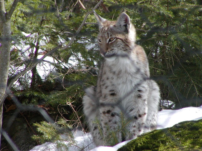 Luchs im Nationalpark Bayerischer Wald