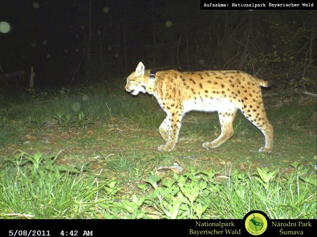 156_Fotofallenbild Luchs Kika