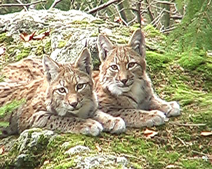 Luchs im Nationalpark Bayerischer Wald