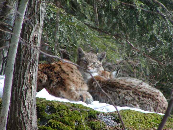 Luchse im Nationalpark-Tiergehege