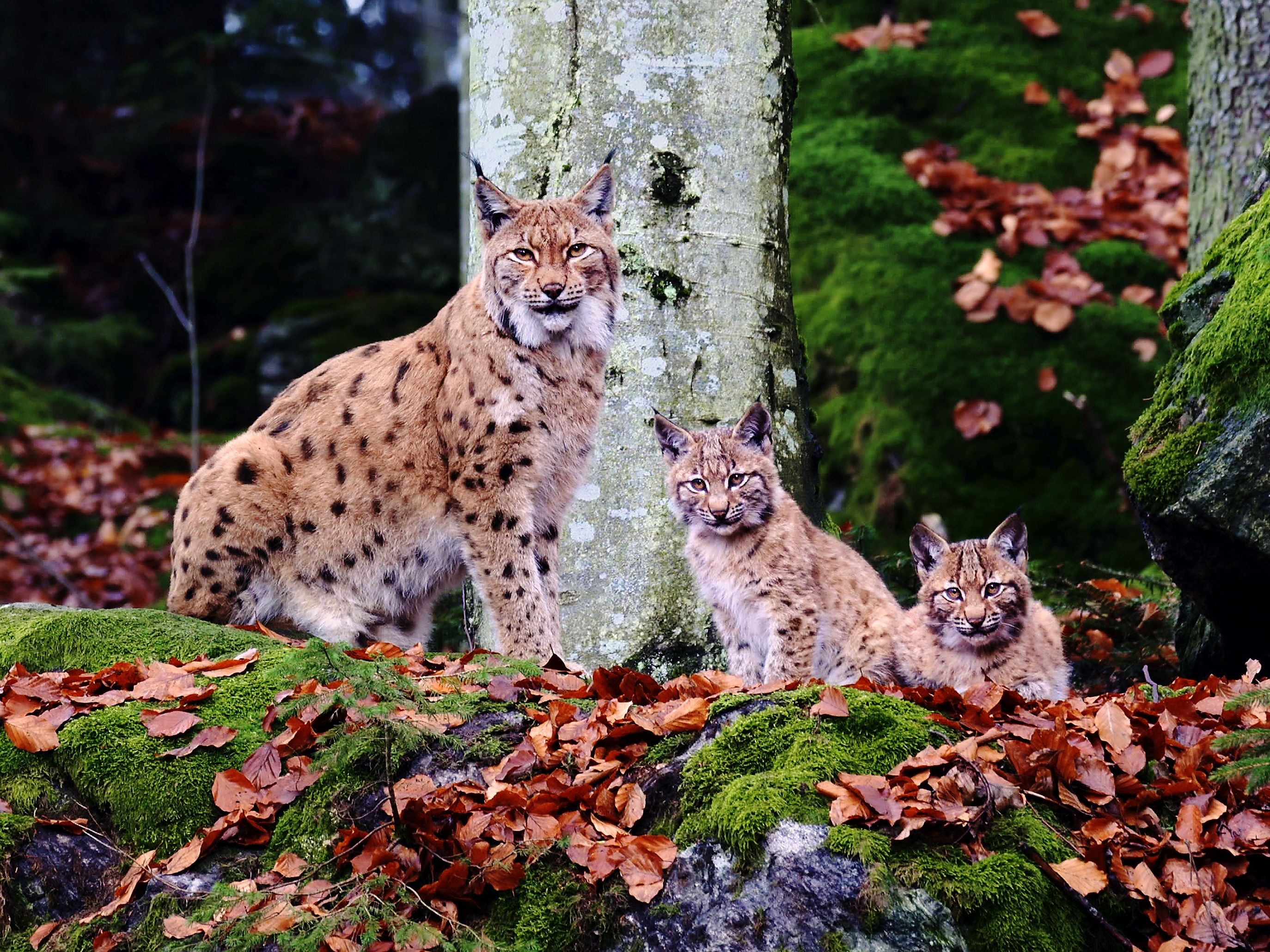 luchse_im_nationalpark_bayerischer_wald.jpg