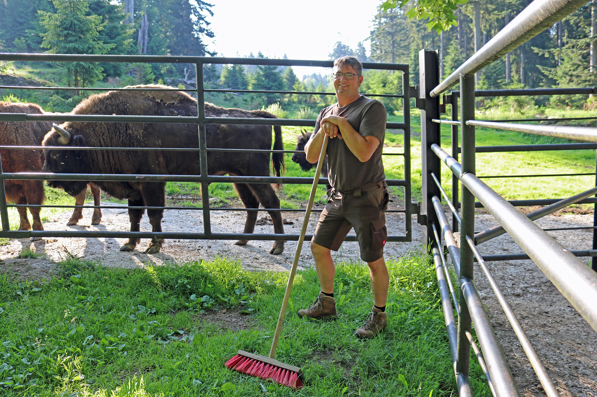 Wenn die Wisente ihn hören, kommen sie: Andreas Hackl ist Tierpfleger im Tier-Freigelände des Nationalparks Bayerischer Wald in Altschönau (Foto: Annette Nigl /Nationalparkverwaltung Bayerischer Wald)
