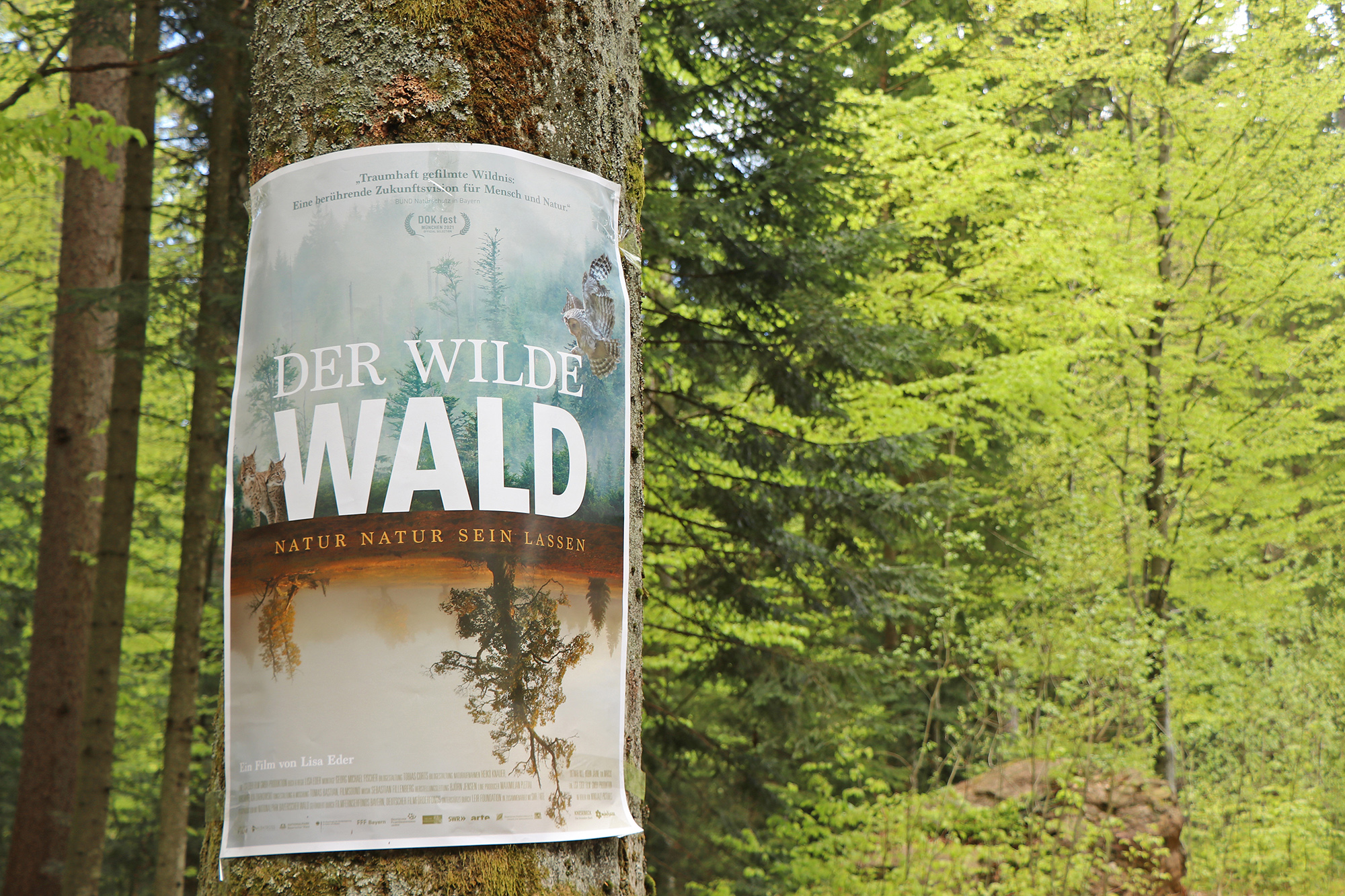 Der Film „Der wilde Wald“ widmet sich dem ältesten deutschen Nationalpark.  (Foto: Gregor Wolf/Nationalpark Bayerischer Wald