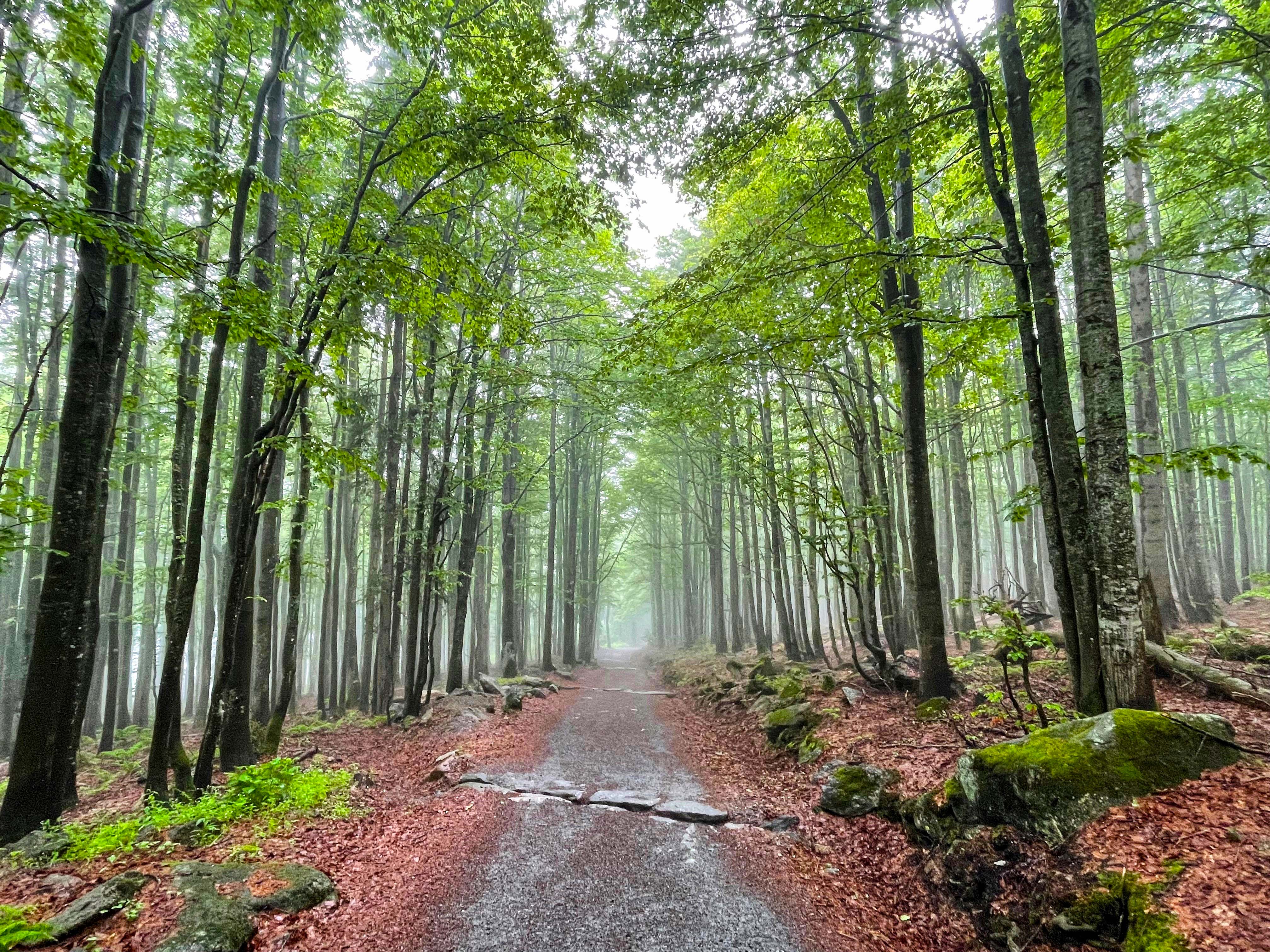 npv_bw_-_vm_031-25_oekumenische_emmauswanderung_auf_den_lusen.jpg