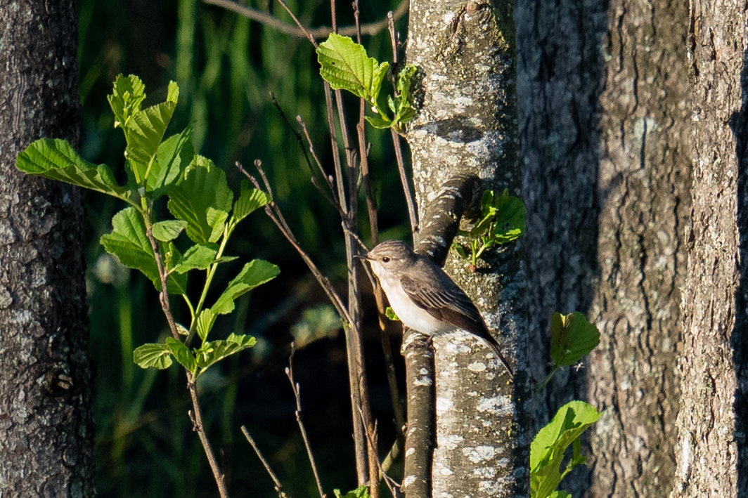 npv_bw_-_vm_037-25_die_vogelwelt_im_fruehlingswald_entdecken.jpg