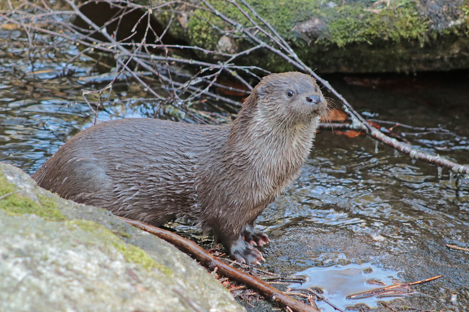 Fischotter im Nationalpark Bayerischer Wald