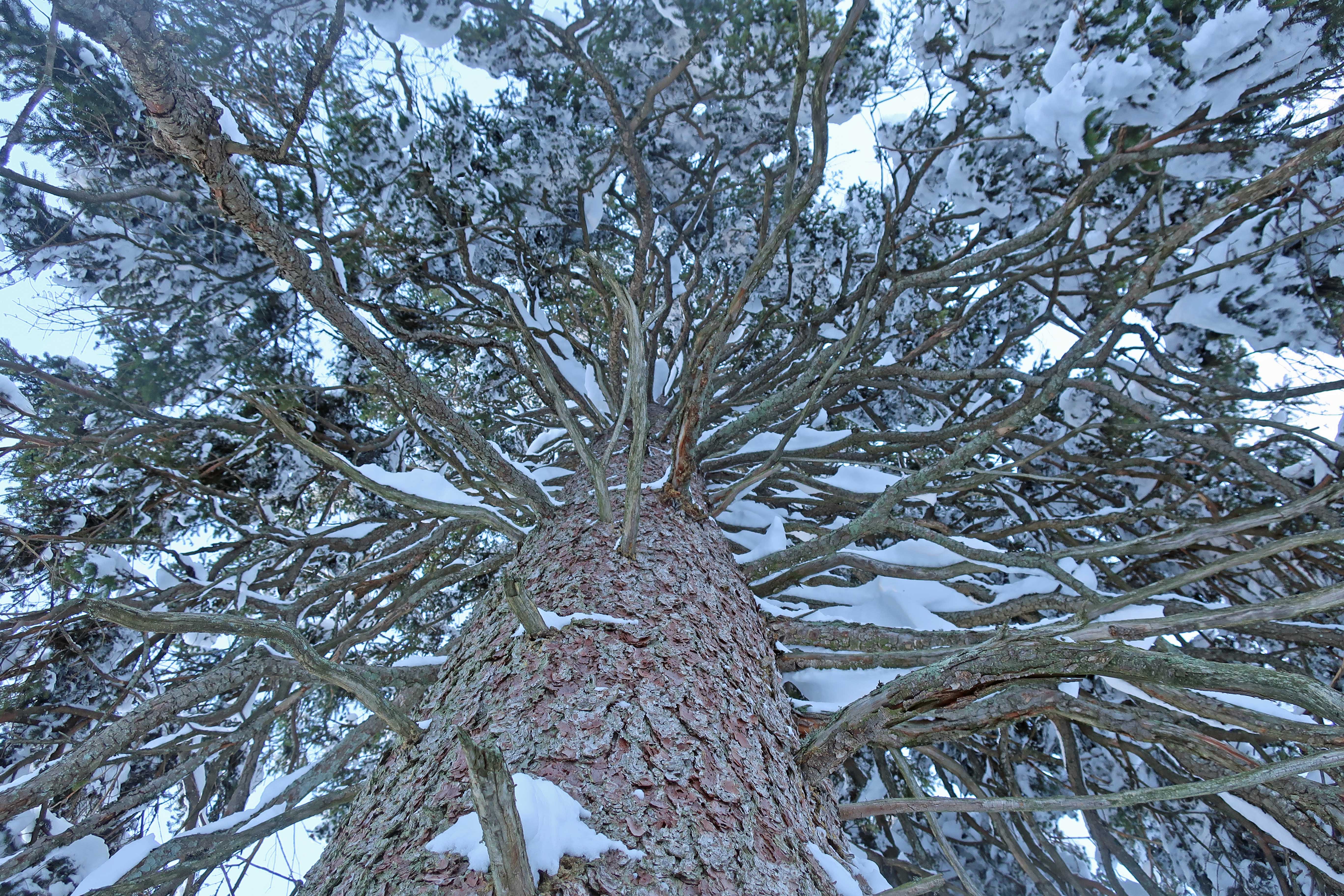 npv_bw_-_vm_182-24_winterliche_wanderung_zu_alten_baumriesen_1_.jpg