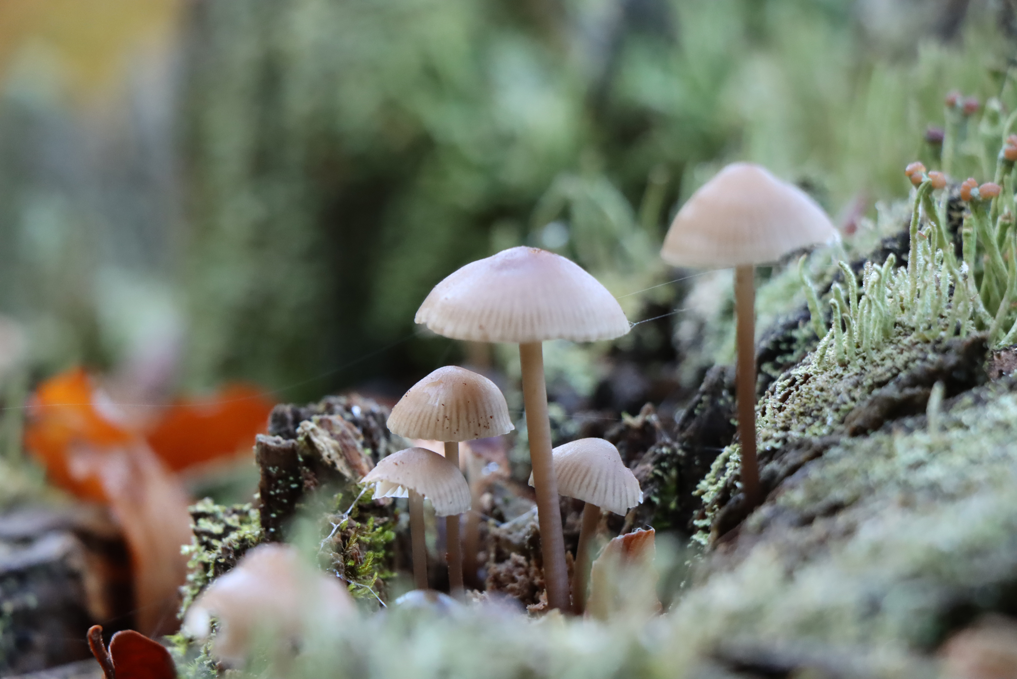 npv_bw_-mit_dem_nationalpark-mykologen_die_welt_der_pilze_entdecken.jpg