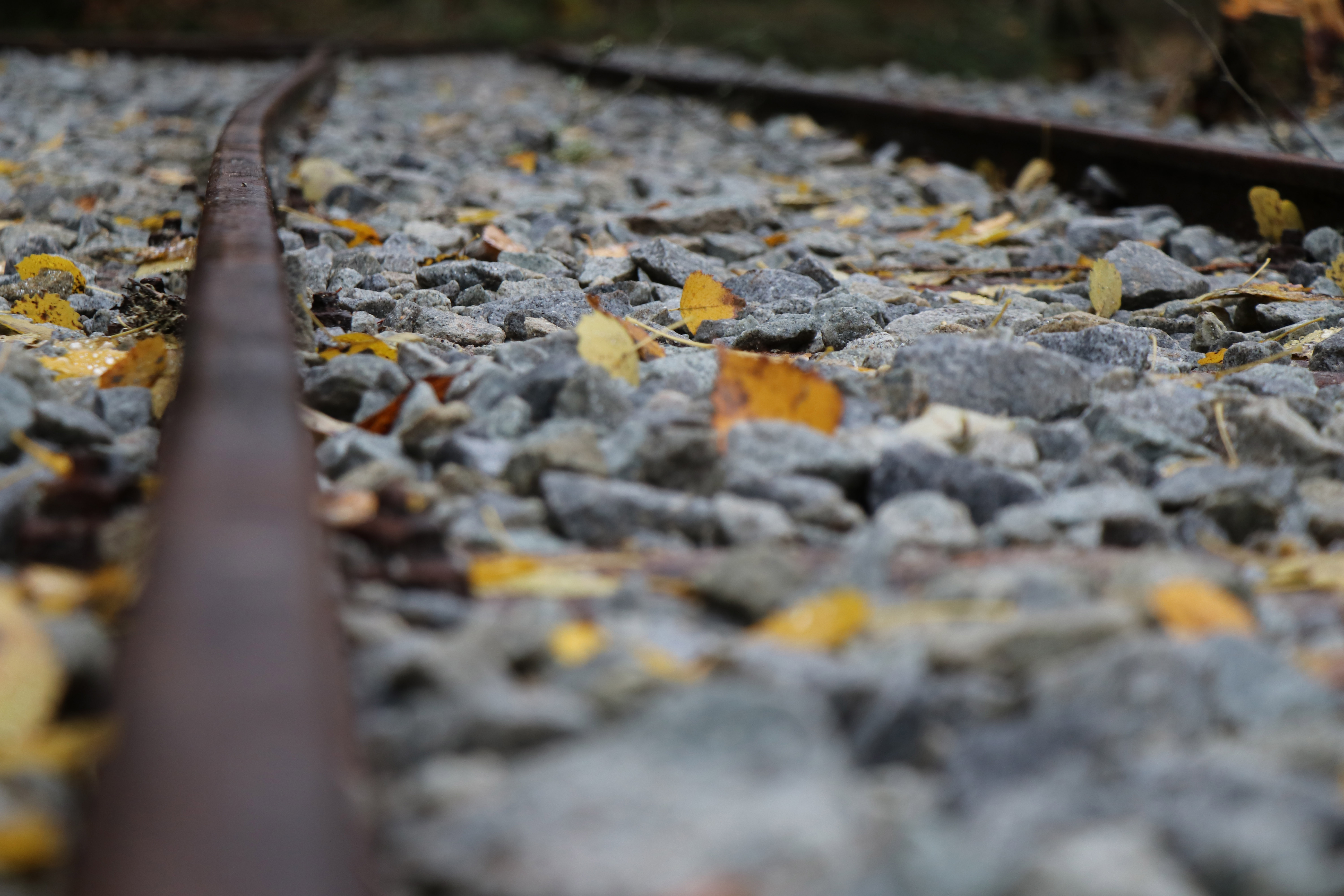 npv_bw_auf_den_spuren_der_waldbahn_durchs_reschbachtal.jpg