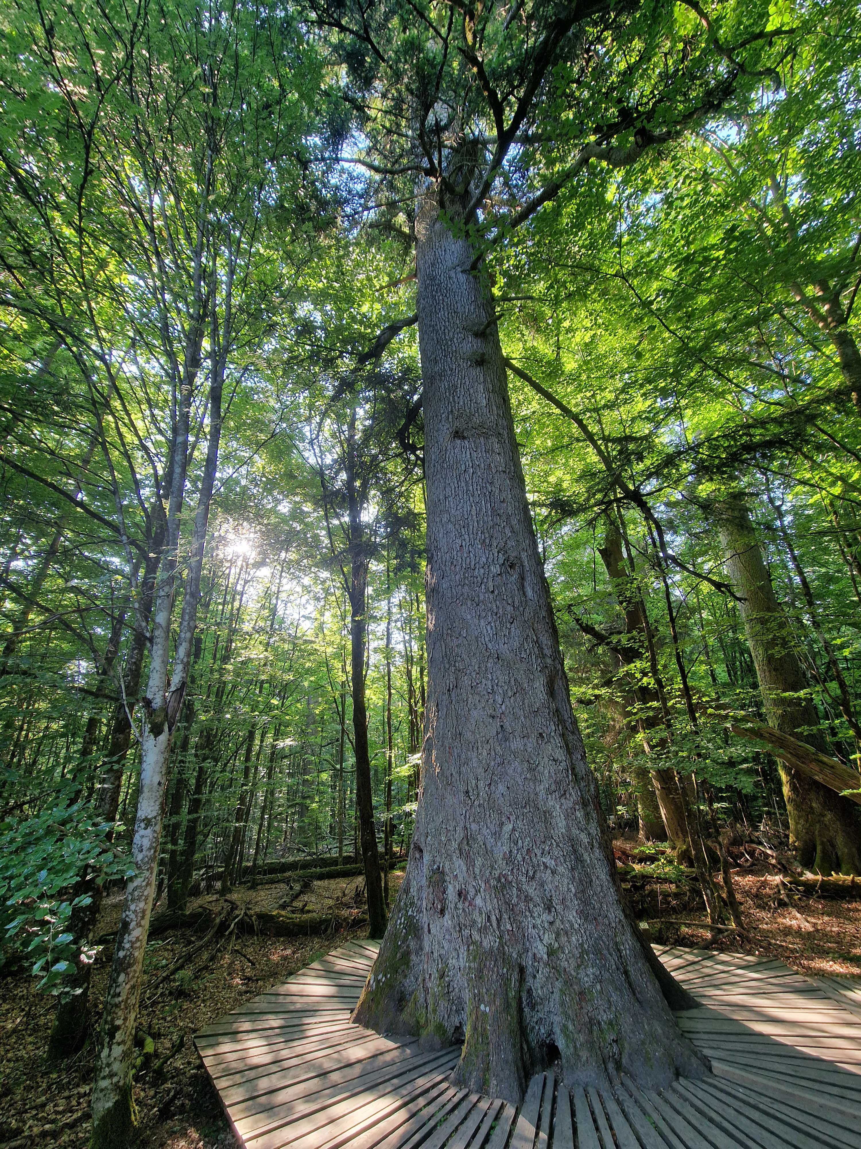 npv_bw_mit_der_nationalparkleiterin_in_zwieslerwaldhaus_unterwegs.jpg