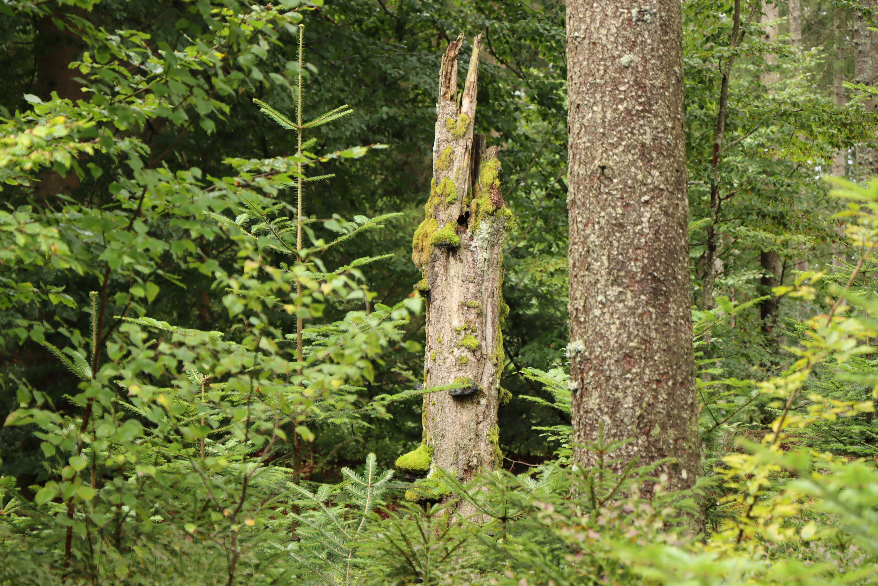 npv_bw_nationalpark_und_schoepfung_-_was_gibt_uns_sicherheit_und_geborgenheit.jpg