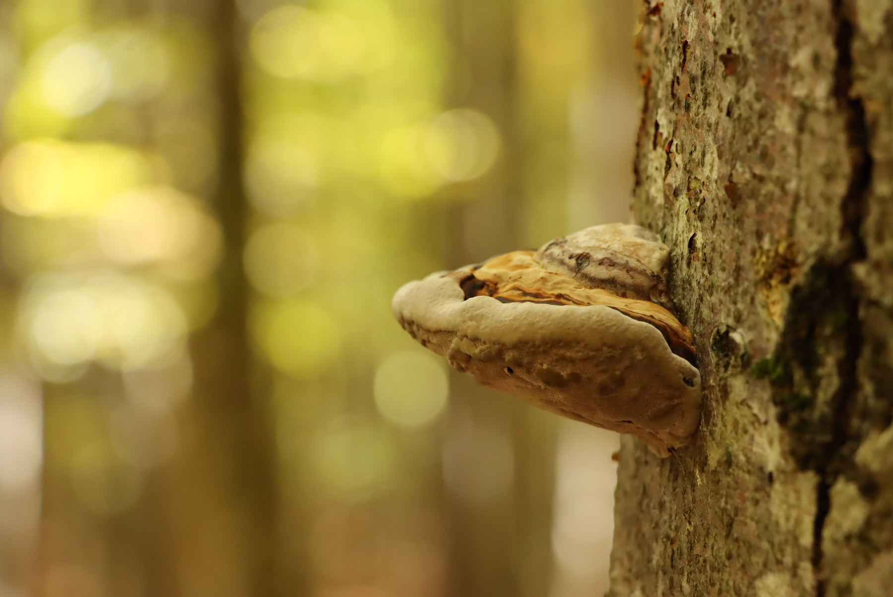 npv_bw_wald_-_spannend_und_entspannend.jpg