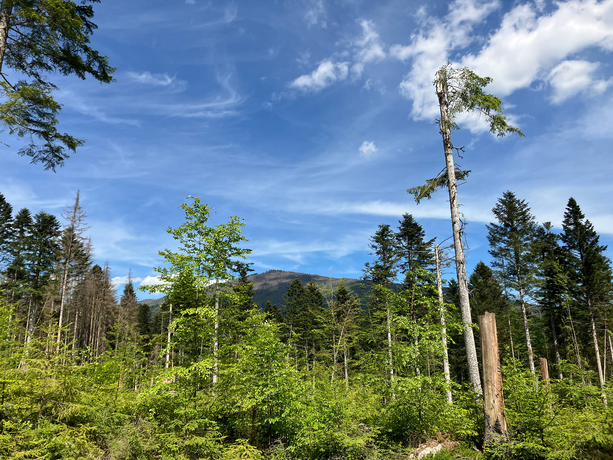 npv_bw_waldentwicklung_im_falkenstein-gebiet.jpg