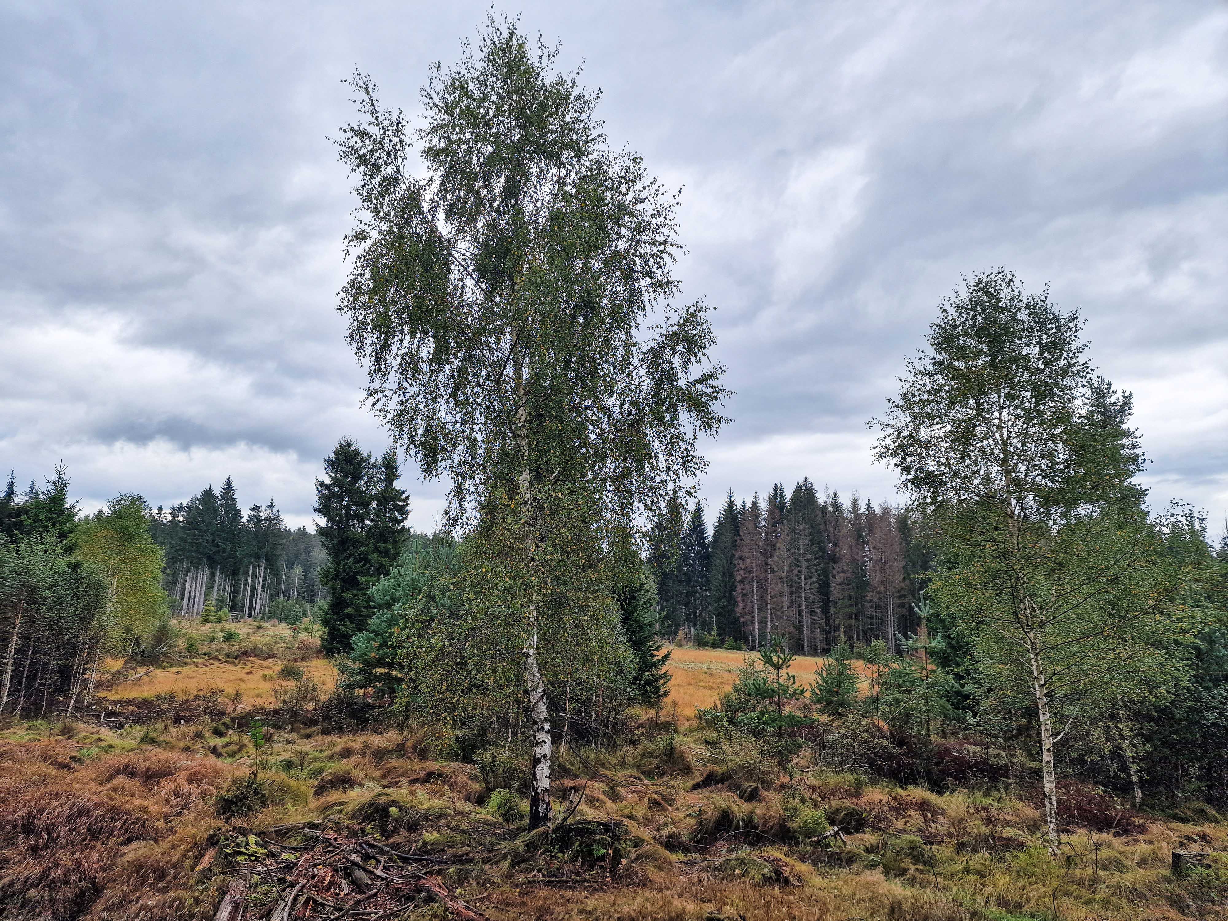 npv_bw_wertvolle_moorlandschaft_mit_bewegter_geschichte.jpg