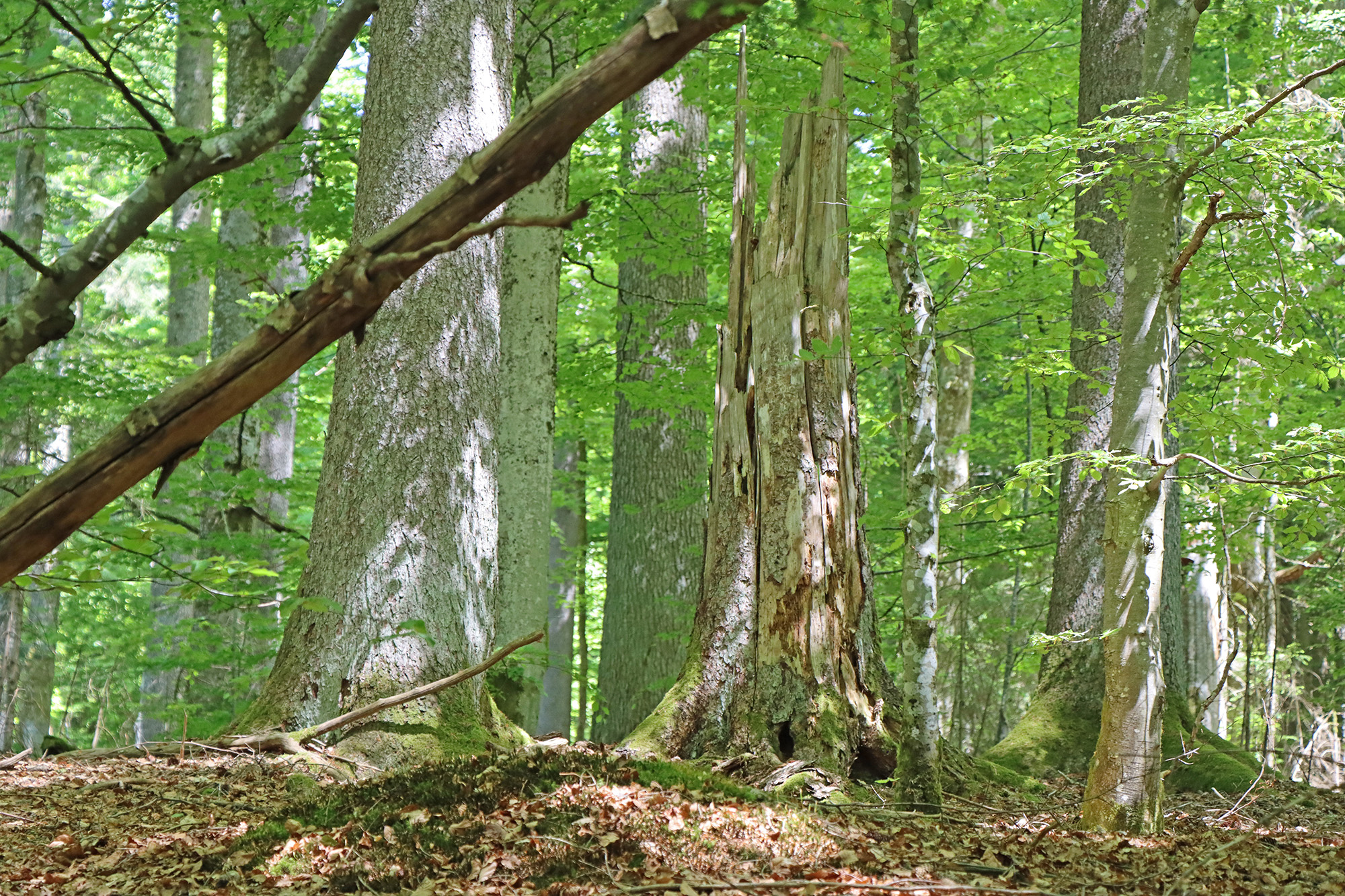 vier_tage_nationalpark_hautnah.jpg