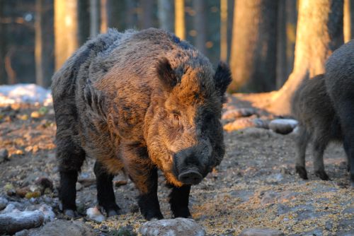 Wildschwein im Nationalpark