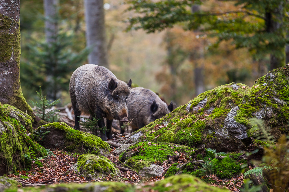 Wildschweine im Tier-Freigelände. Im Jagdjahr 2017/2018 wurden insgesamt 290 Stück Schwarzwild erlegt. (Foto: Rainer Simonis/Nationalpark Bayerischer Wald)