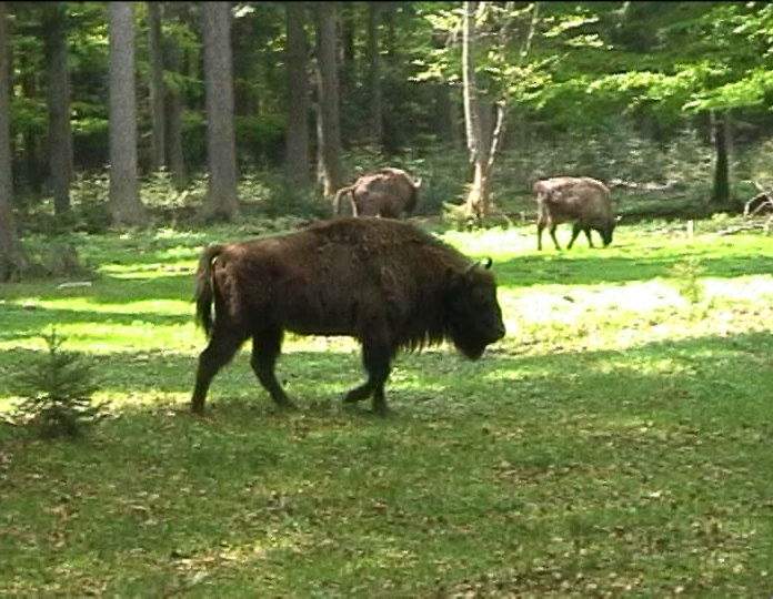 Wisent im Nationalpark