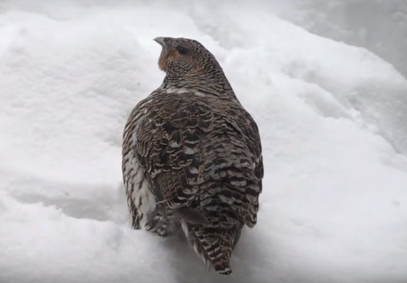 Auerhuhn im Winter