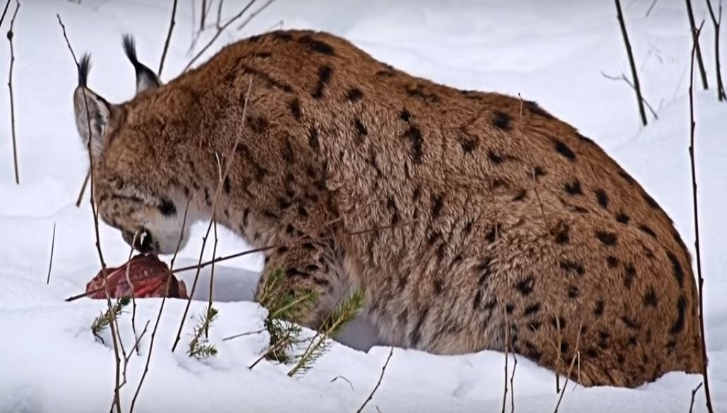 Luchs verzehrt Beute