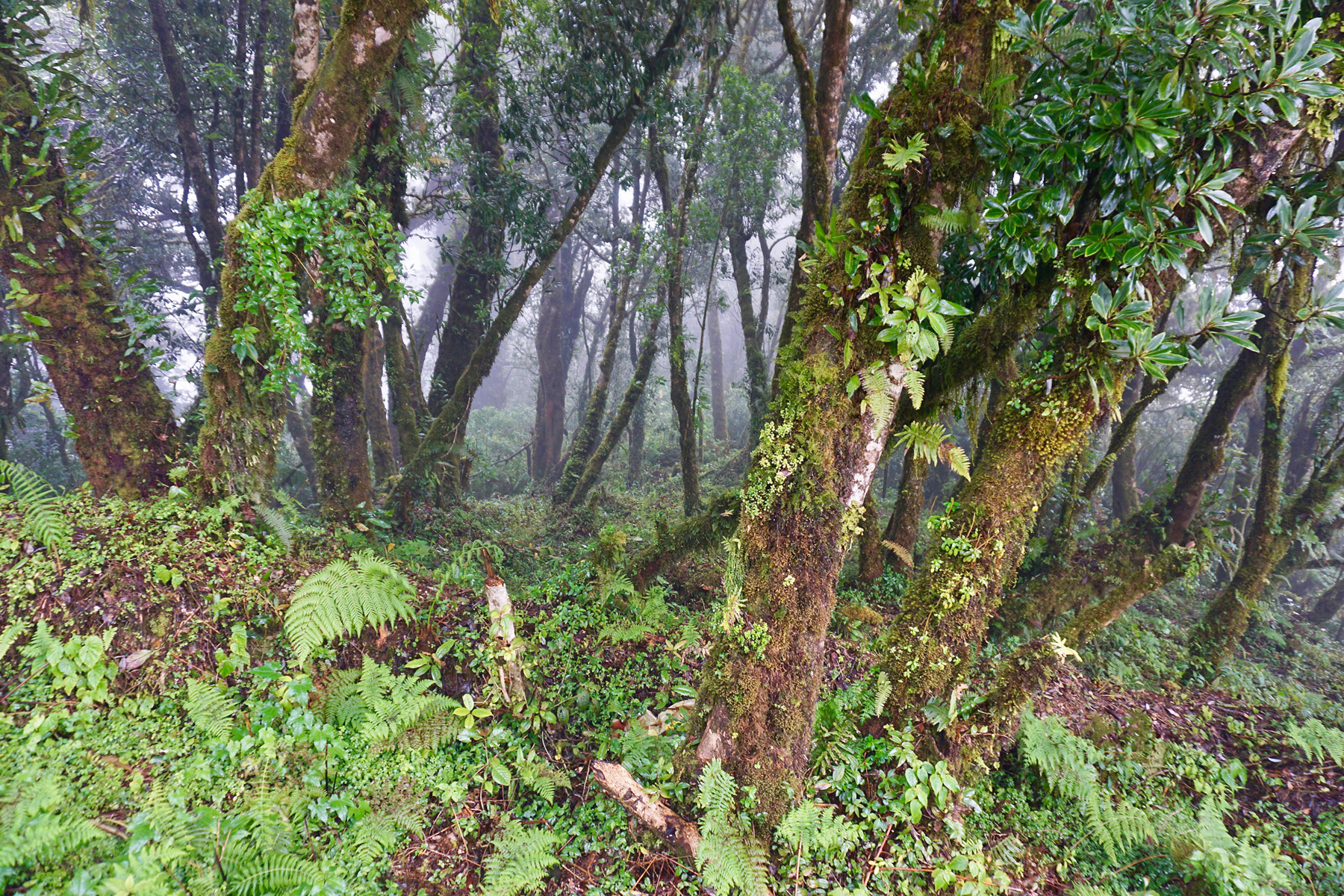  Blick in den Bergnebelwald im Nationalpark Montecristo. (Foto: Franz Leibl/Nationalpark Bayerischer Wald)