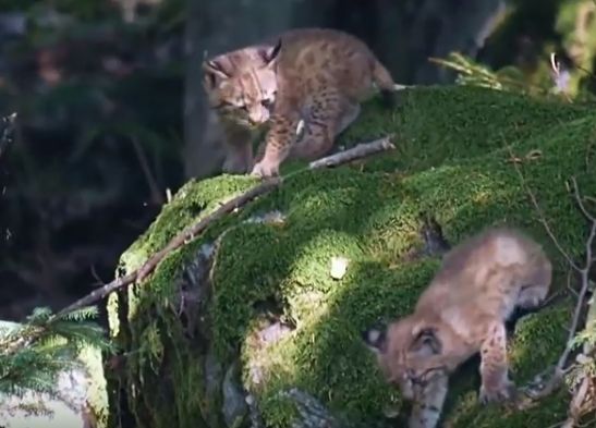 Luchs Babys auf Entdeckungstour