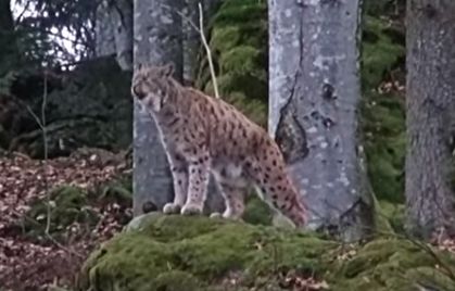 Luchs lockt Partnerin