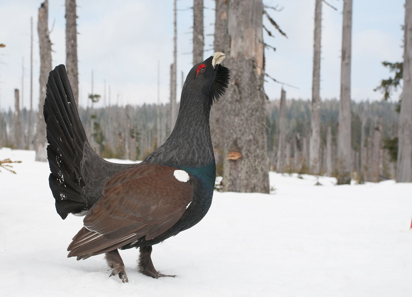 Auerhühner sind im Winter besonders anfällig für Störungen, weshalb Wanderer die markierten Wege im Nationalpark-Kerngebiet nicht verlassen dürfen. (Foto: Jan Gläßer)