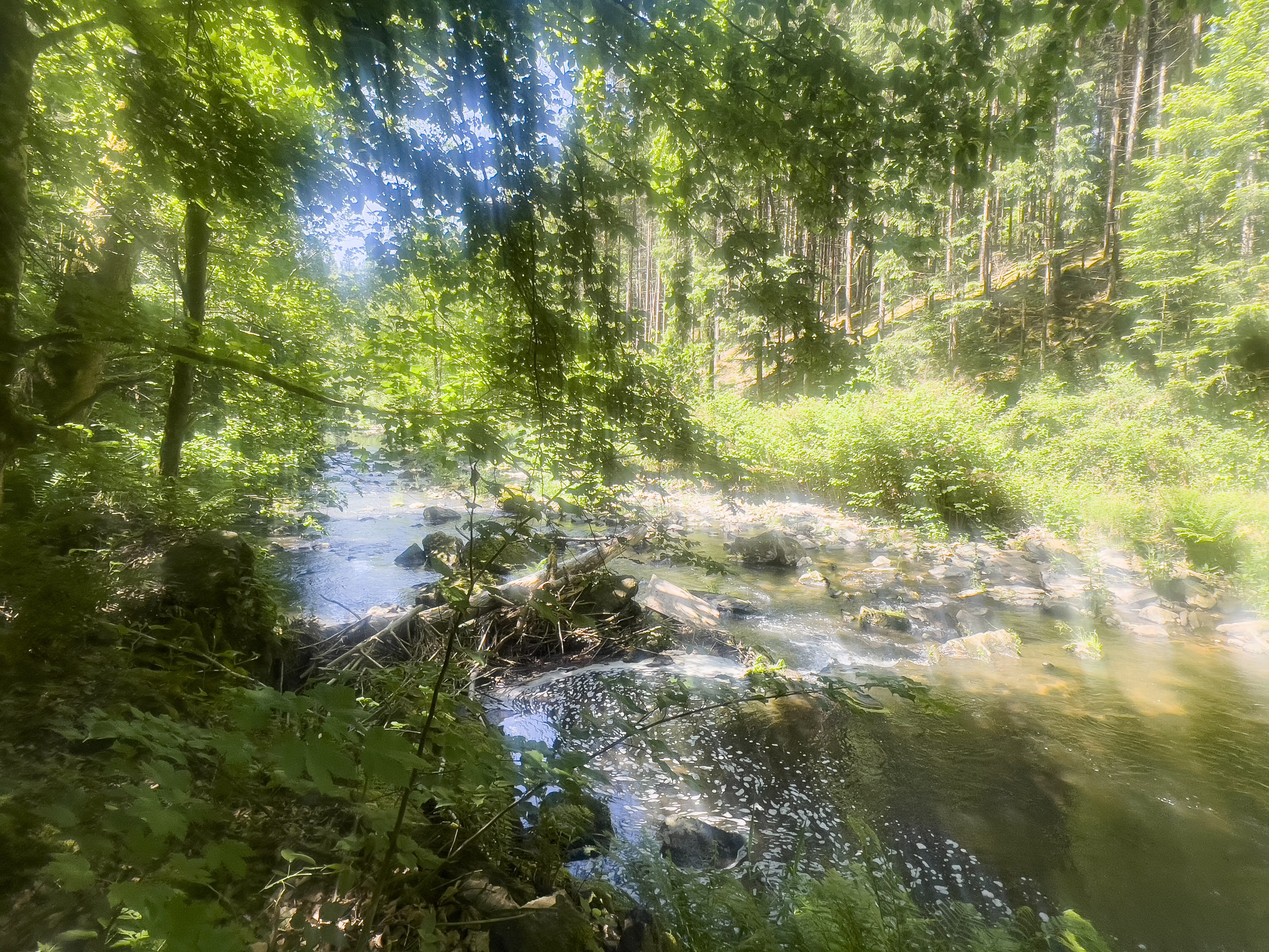 die Erlau