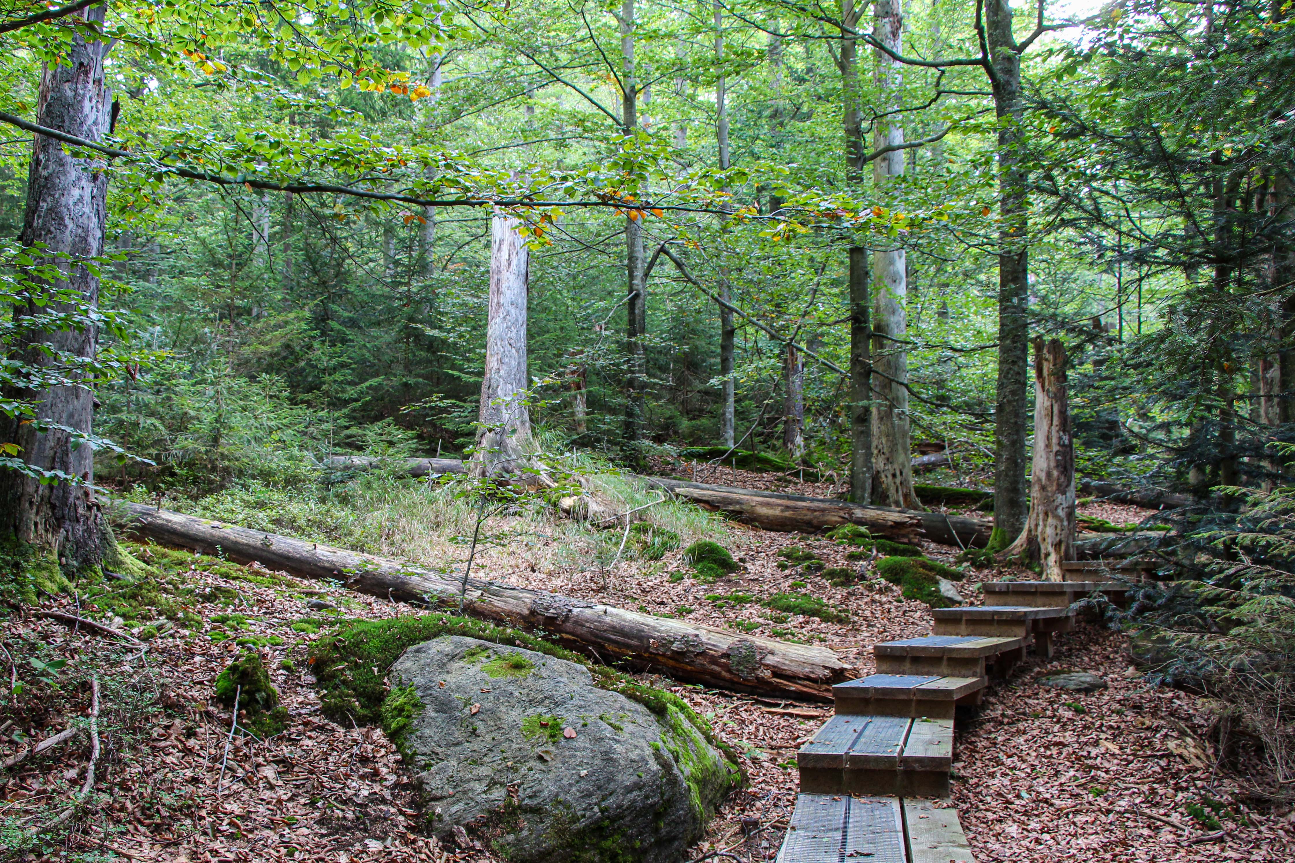 bei der meditativen Wanderung können Teilnehmer zwei Stunden lang die Seele baumeln lassen. (Foto: Karl Klostermann/Nationalpark Bayerischer Wald) bei der meditativen Wanderung können Teilnehmer zwei Stunden lang die Seele baumeln lassen. (Foto: Karl Klostermann/Nationalpark Bayerischer Wald)