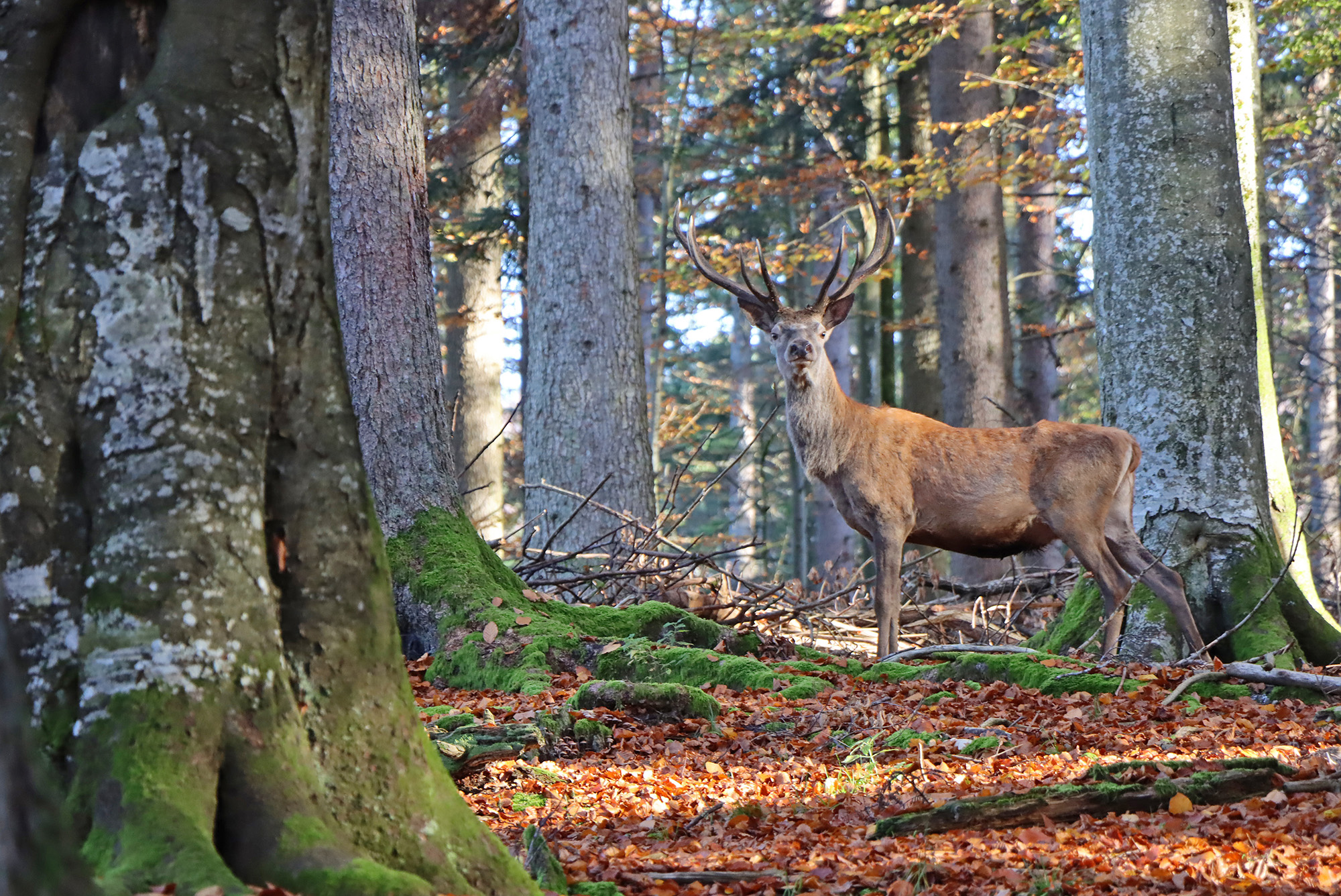 Der Rothirsch ist im Herbst in den Nationalpark-Hochlagen weithin zu hören.