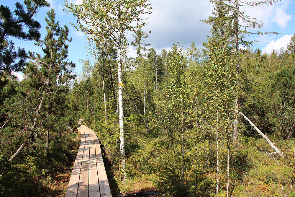 Durchs Große Filz führt die „Nationalpark exklusiv“-Wanderung am 10. Mai. (Foto: Karl Klostermann /Nationalpark Bayerischer Wald)
