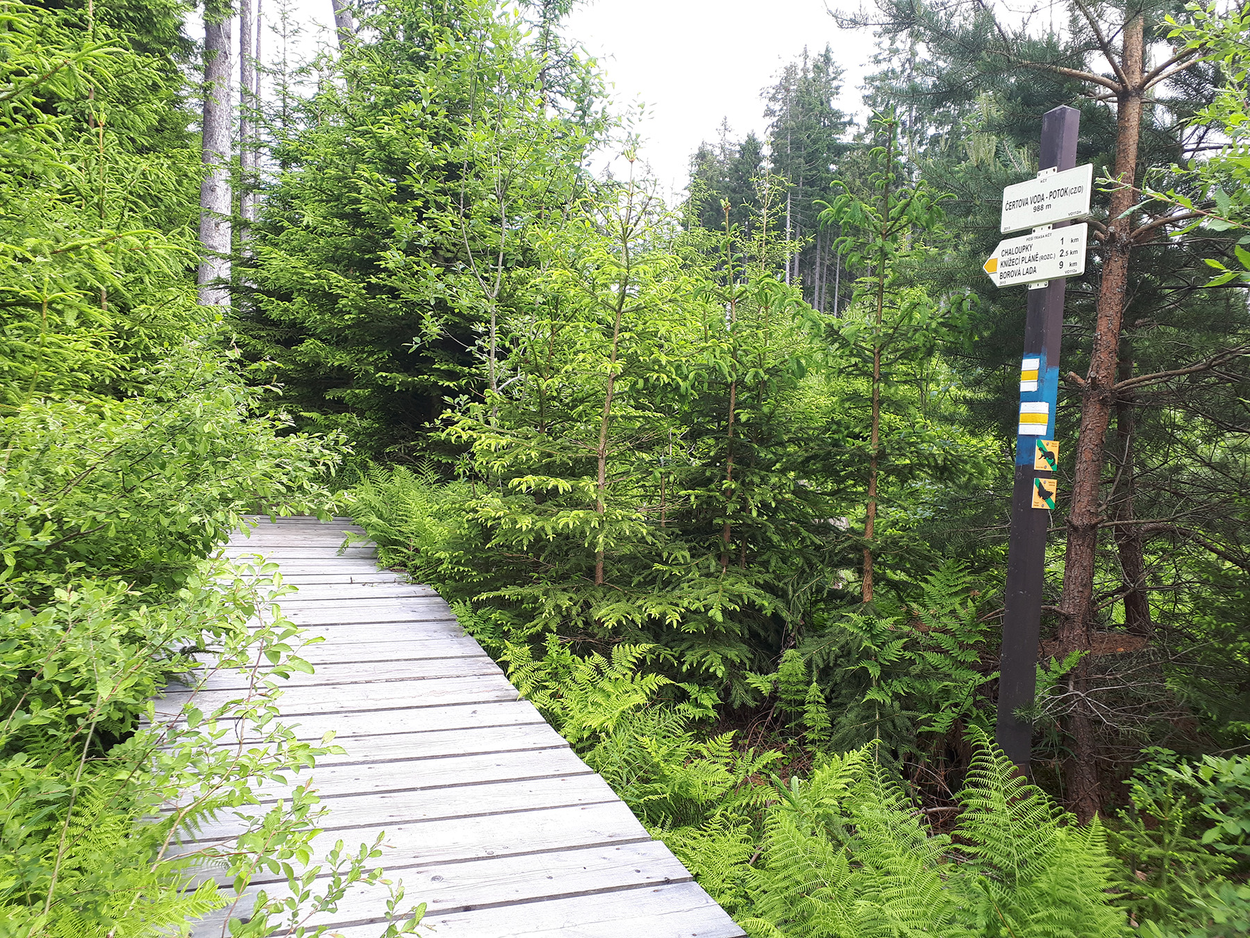 Am Sonntag wird wieder grenzüberschreitend gewandert. (Foto: Annette Nigl/Nationalpark Bayerischer Wald)