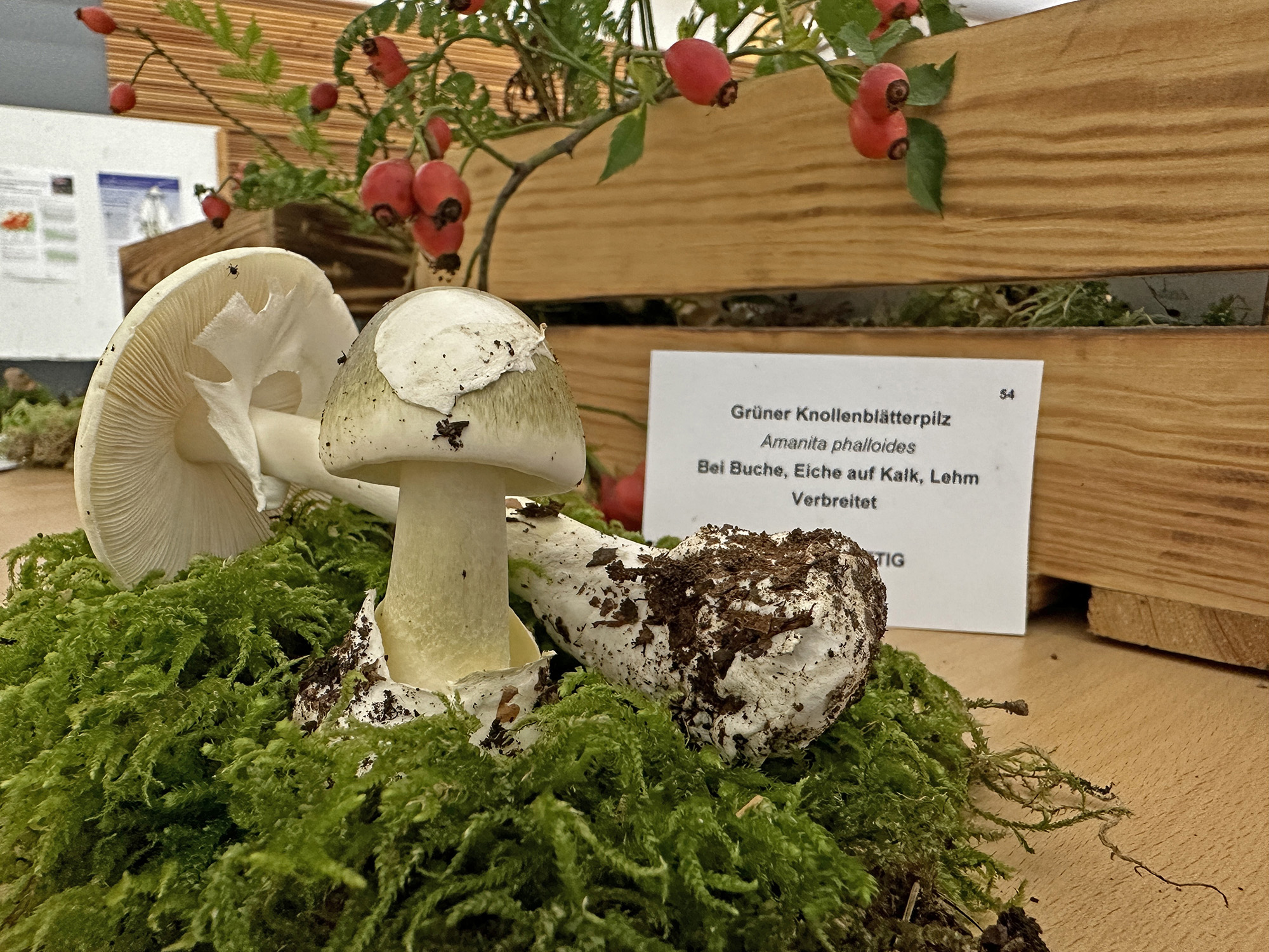 Die häufigsten Speise- und Giftpilze werden bei der Ausstellung „Pilze ohne Grenzen“ in der Arberlandhalle gezeigt. (Foto: Peter Karasch/Nationalpark Bayerischer Wald)