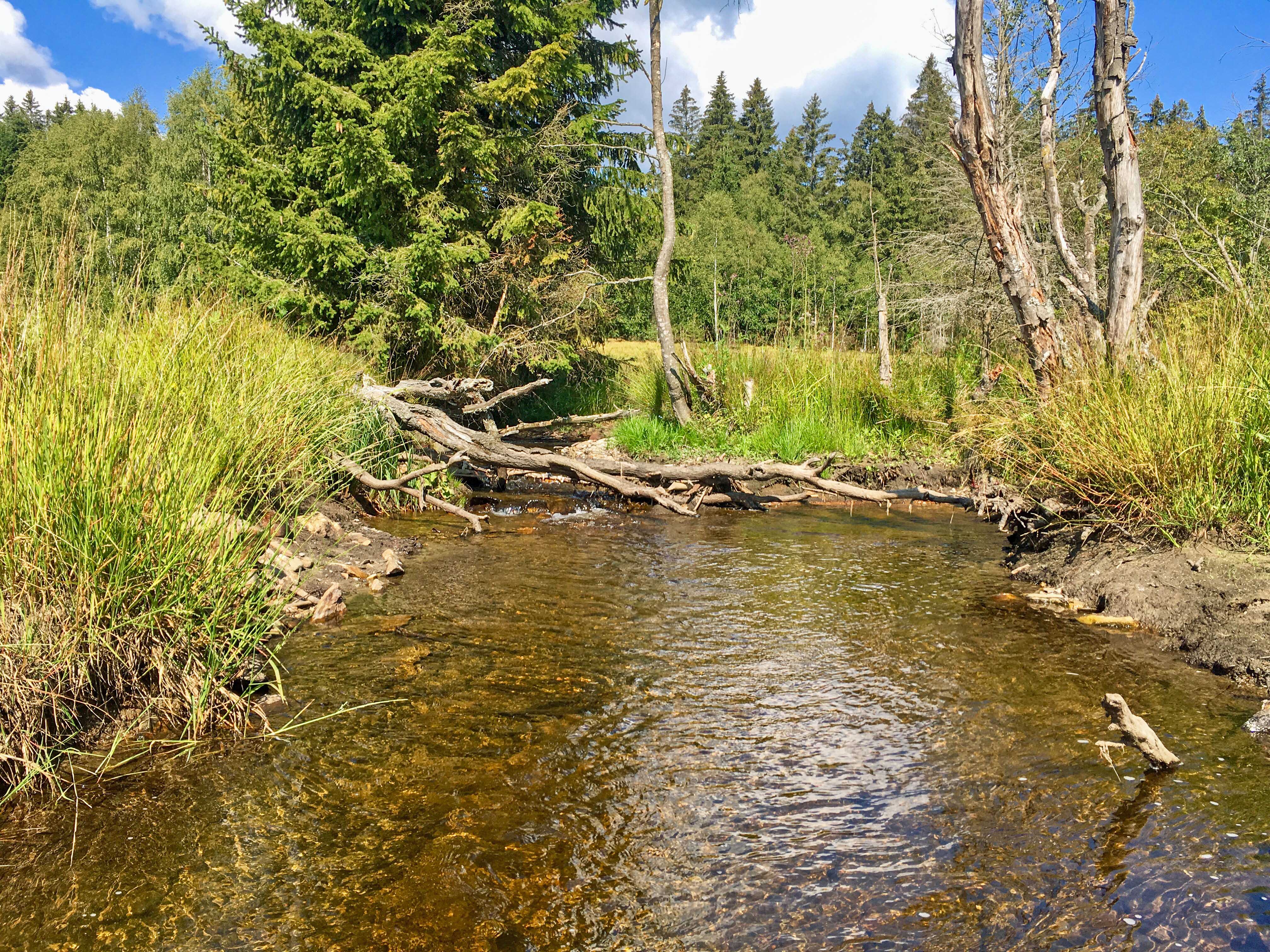 Durch das malerische Tal der Křemelná führt die grenzüberschreitende Radtour nach Rovina. (Foto: Gregor Wolf/Nationalpark Bayerischer Wald) Durch das malerische Tal der Křemelná führt die grenzüberschreitende Radtour nach Rovina. (Foto: Gregor Wolf/Nationalpark Bayerischer Wald)