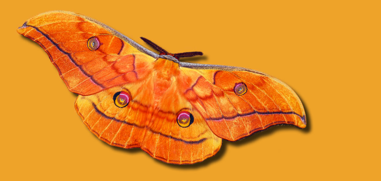 Der Größte ist der Japanische Eichenseidenspinner. (Foto: Peter Lichtmannecker))