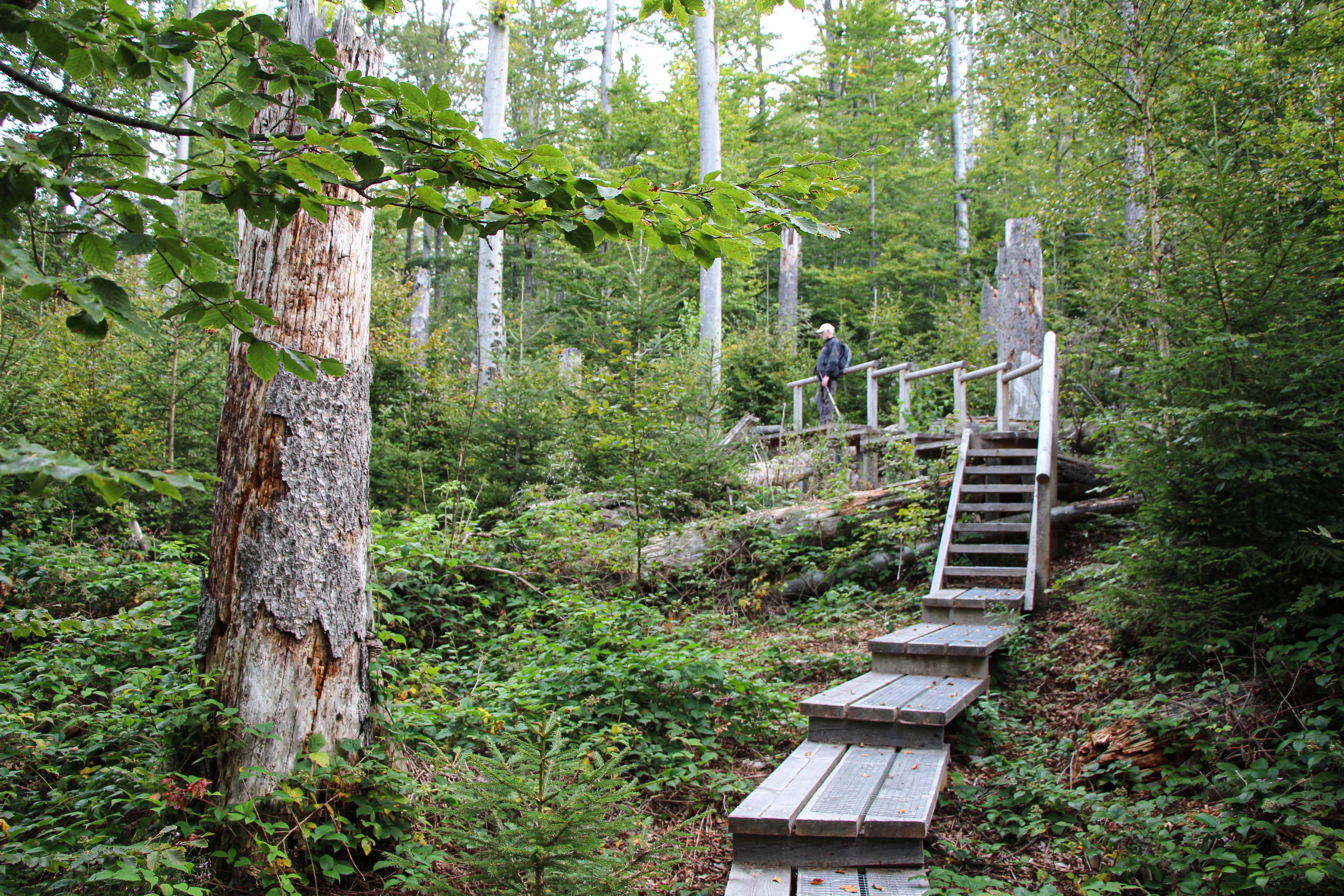 Bei einer Wanderung über den Seelensteig können Führungsteilnehmer die Seele baumeln lassen. (Foto: Gregor Wolf / Nationalpark Bayerischer Wald)