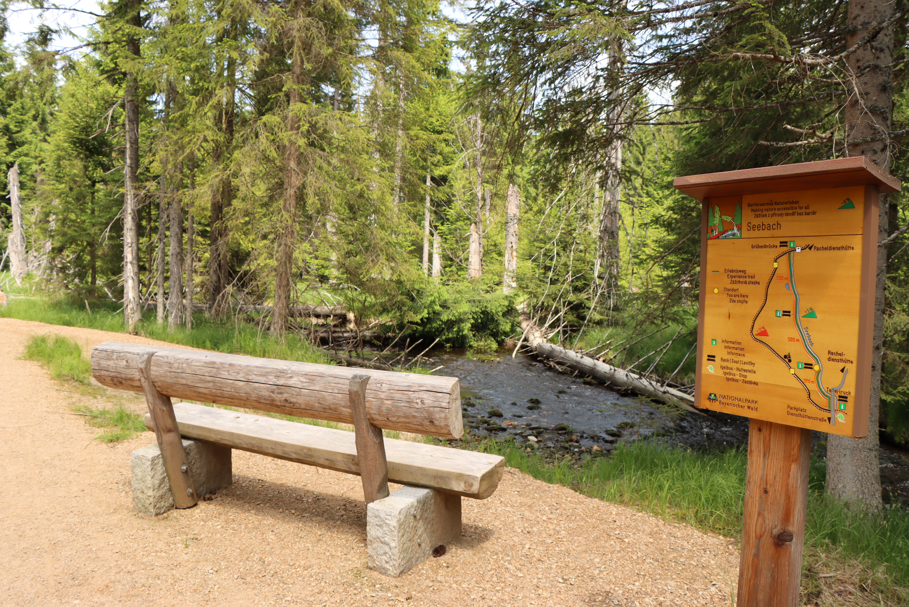 Auf dem Programm bei dem mehrtägigen Angebot steht auch eine Wanderung auf dem barrierearmen Weg entlang des Seebachs. (Foto: Gregor Wolf /Nationalpark Bayerischer Wald) 