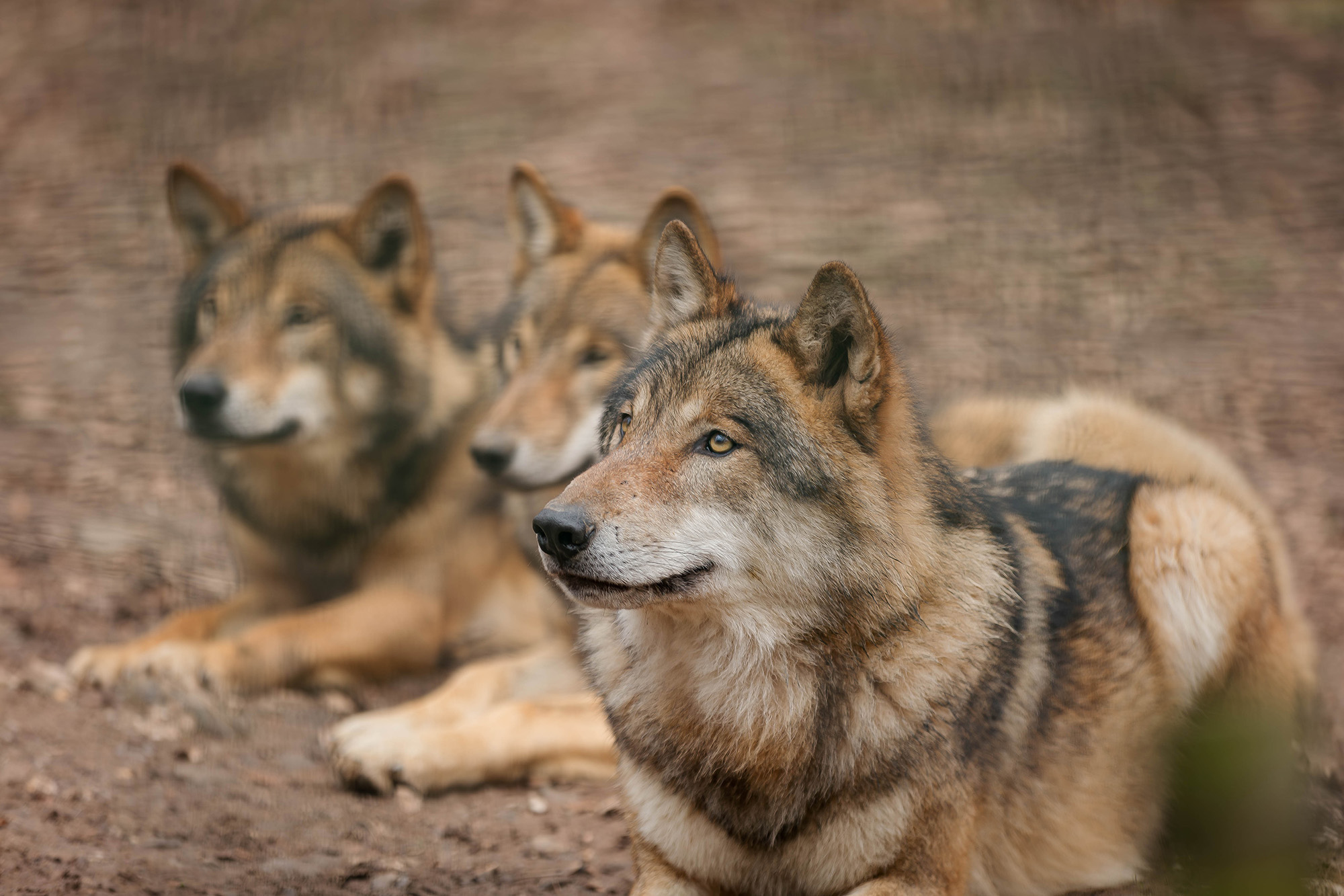 Insgesamt vier Wölfe zogen jüngst vom Tierpark Wiesbaden ins Nationalparkzentrum Falkenstein um. (Foto: Christoph Wagner/Nationalpark Bayerischer Wald)