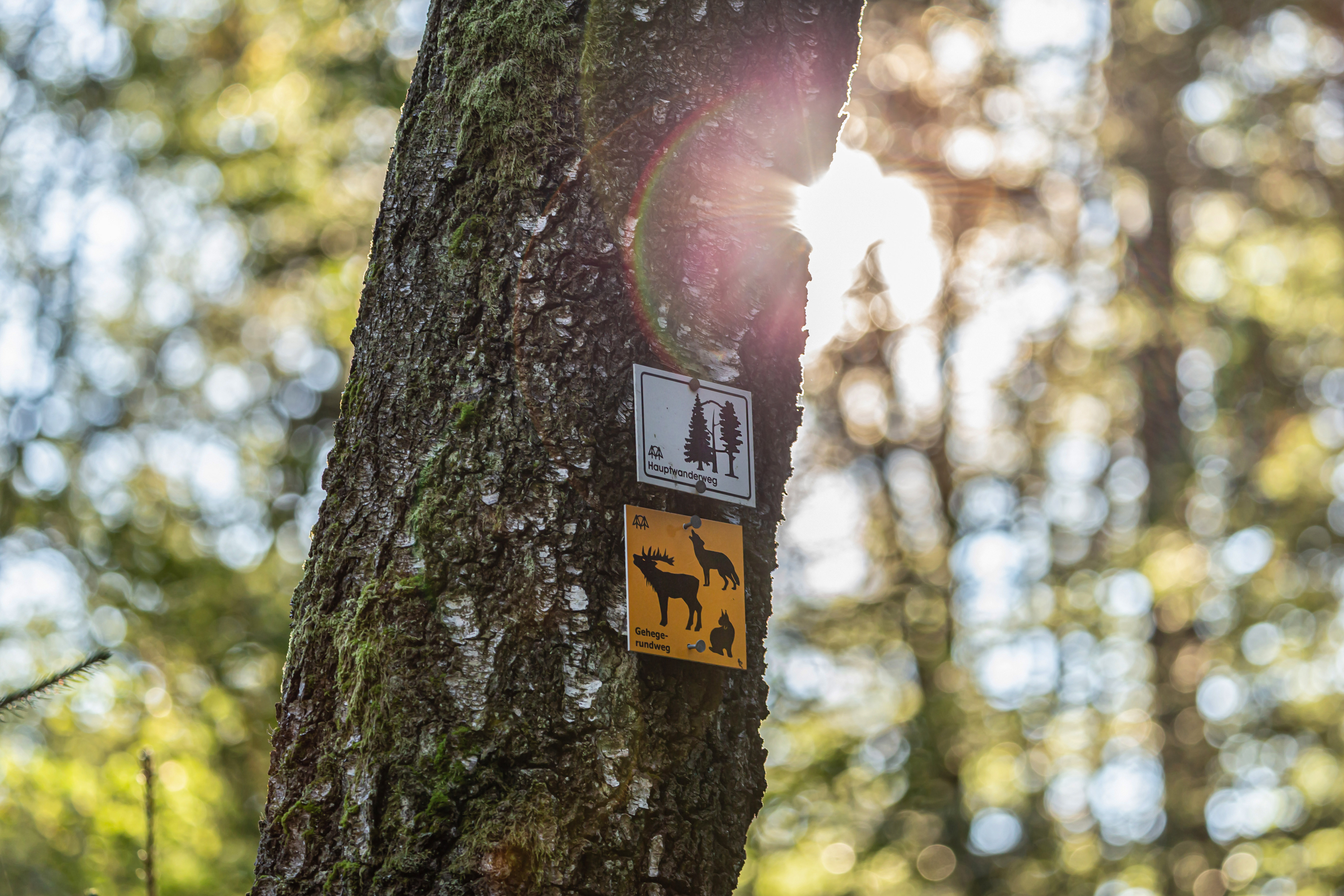 „…und sammelte die Sonnenstrahlen“ lautet das Motto der meditativen Wanderung durch das Tier-Freigelände im Nationalparkzentrum Lusen. (Foto: Annabell Gsödl/Nationalpark Bayerischer Wald) „…und sammelte die Sonnenstrahlen“ lautet das Motto der meditativen Wanderung durch das Tier-Freigelände im Nationalparkzentrum Lusen. (Foto: Annabell Gsödl/Nationalpark Bayerischer Wald)