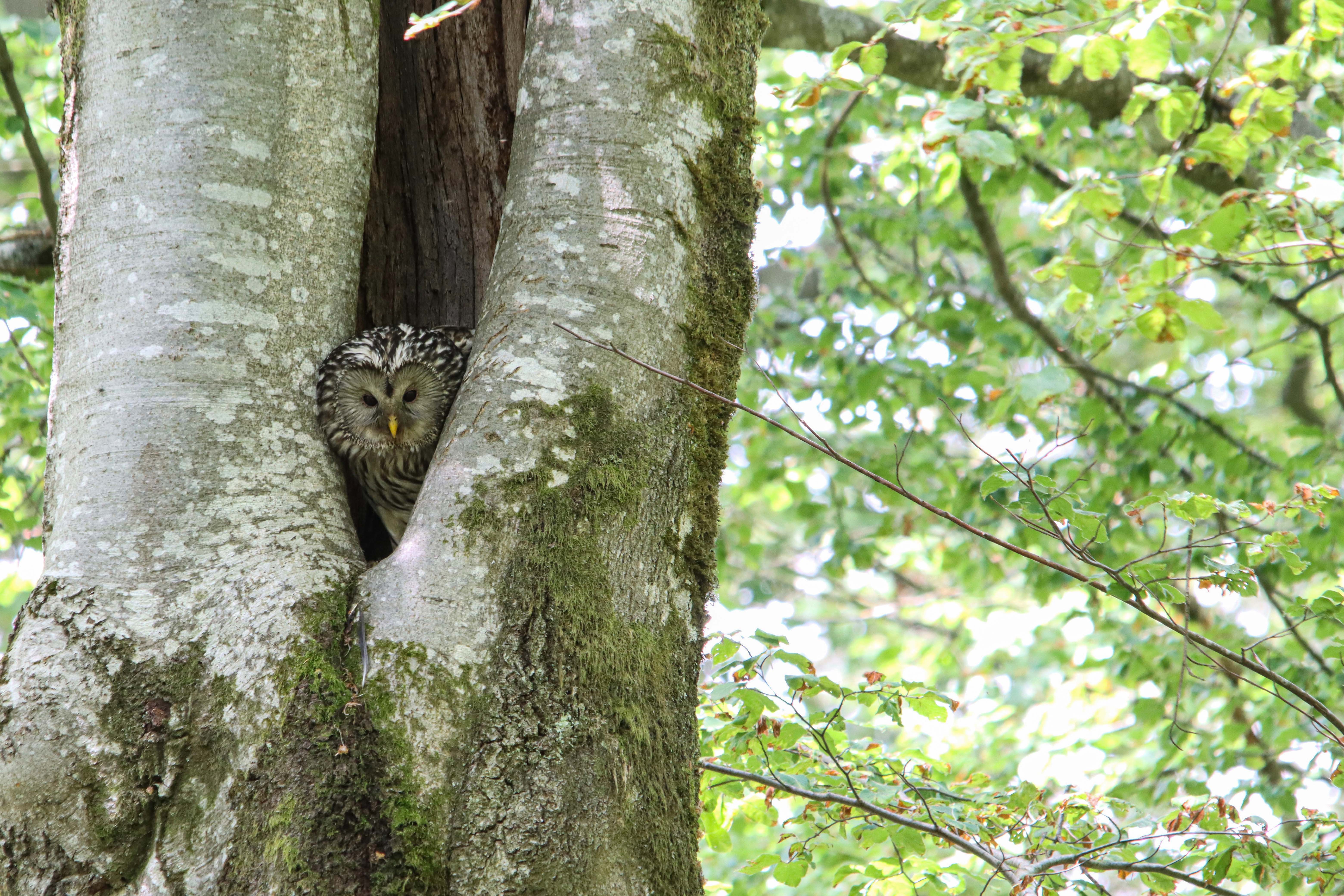 In einer 300-jährigen Urwaldbuche konnte der Nationalpark Bayerischer Wald in diesem Jahr erneut freilebenden Habichtskauz-Nachwuchs feststellen. (Foto: Karl-Heinz Schindlatz/Nationalpark Bayerischer Wald) In einer 300-jährigen Urwaldbuche konnte der Nationalpark Bayerischer Wald in diesem Jahr erneut freilebenden Habichtskauz-Nachwuchs feststellen. (Foto: Karl-Heinz Schindlatz/Nationalpark Bayerischer Wald)