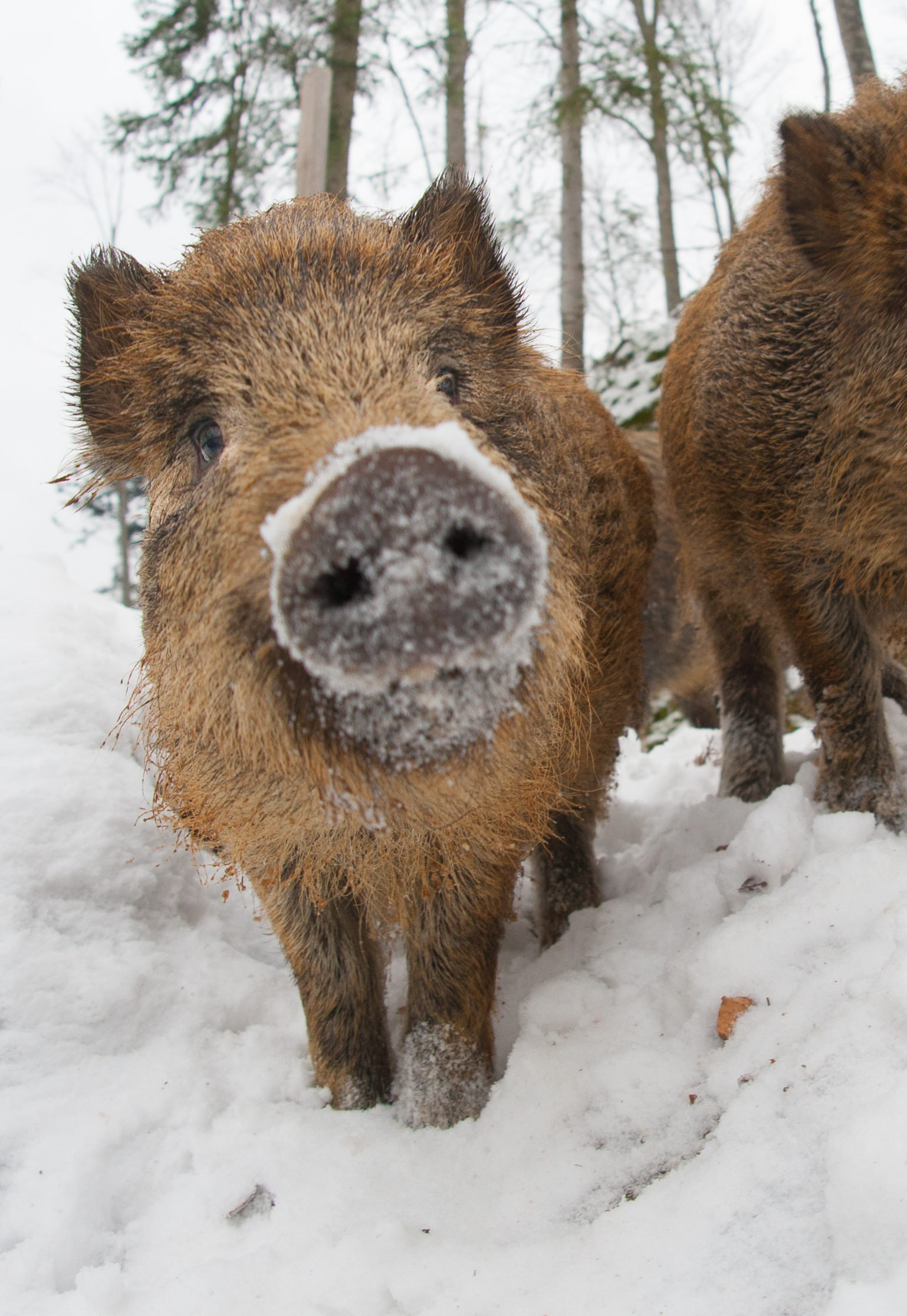 Das Wildschweingehege ist ab sofort nicht mehr für Besucher begehbar. (Foto: Sascha Rösner/ Nationalpark Bayerischer Wald) Das Wildschweingehege ist ab sofort nicht mehr für Besucher begehbar. (Foto: Sascha Rösner/ Nationalpark Bayerischer Wald)