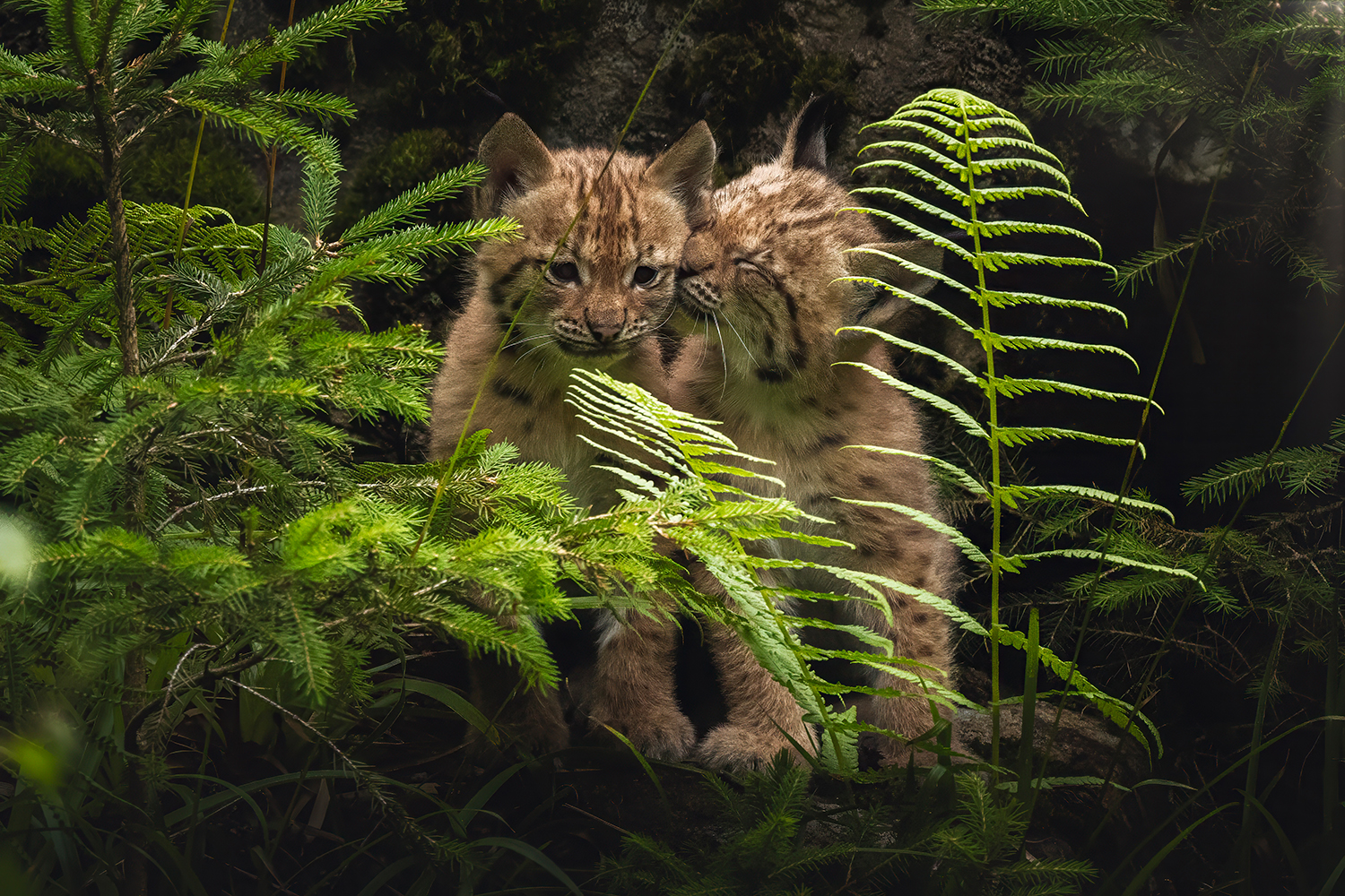 Sind seit gut einer Woche auch draußen im Gehege unterwegs: die jungen Luchse des Nationalparkzentrums Falkenstein. (Foto: Jenny Barth) Sind seit gut einer Woche auch draußen im Gehege unterwegs: die jungen Luchse des Nationalparkzentrums Falkenstein. (Foto: Jenny Barth)