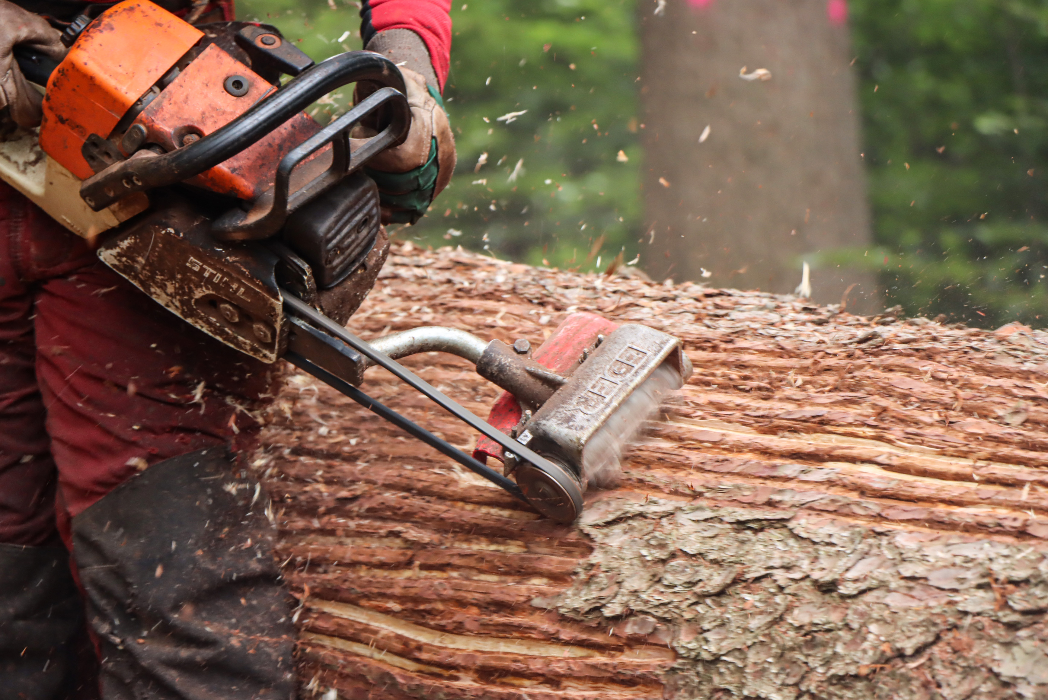 Beim streifenförmigen Entrinden wird die Rinde gefällter Fichten mit einem speziellen Messer geschlitzt. Beim streifenförmigen Entrinden wird die Rinde gefällter Fichten mit einem speziellen Messer geschlitzt.